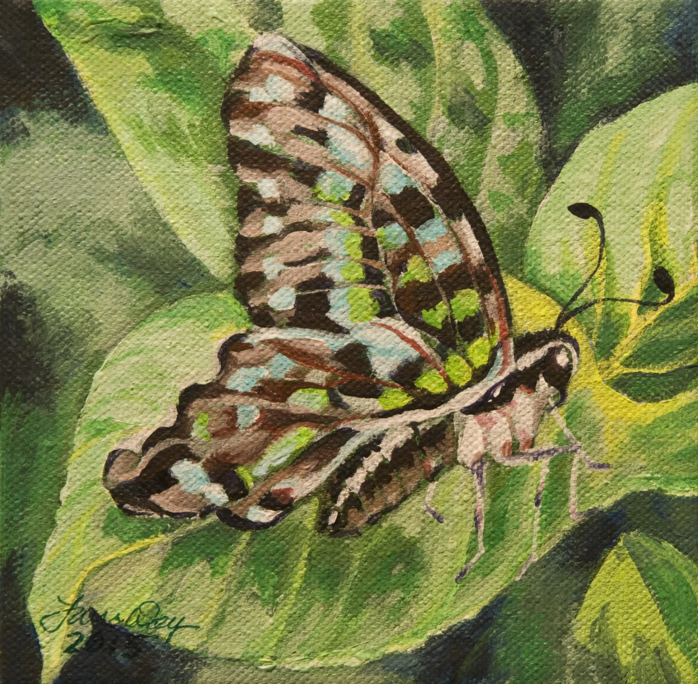 Tailed Jay Butterfly