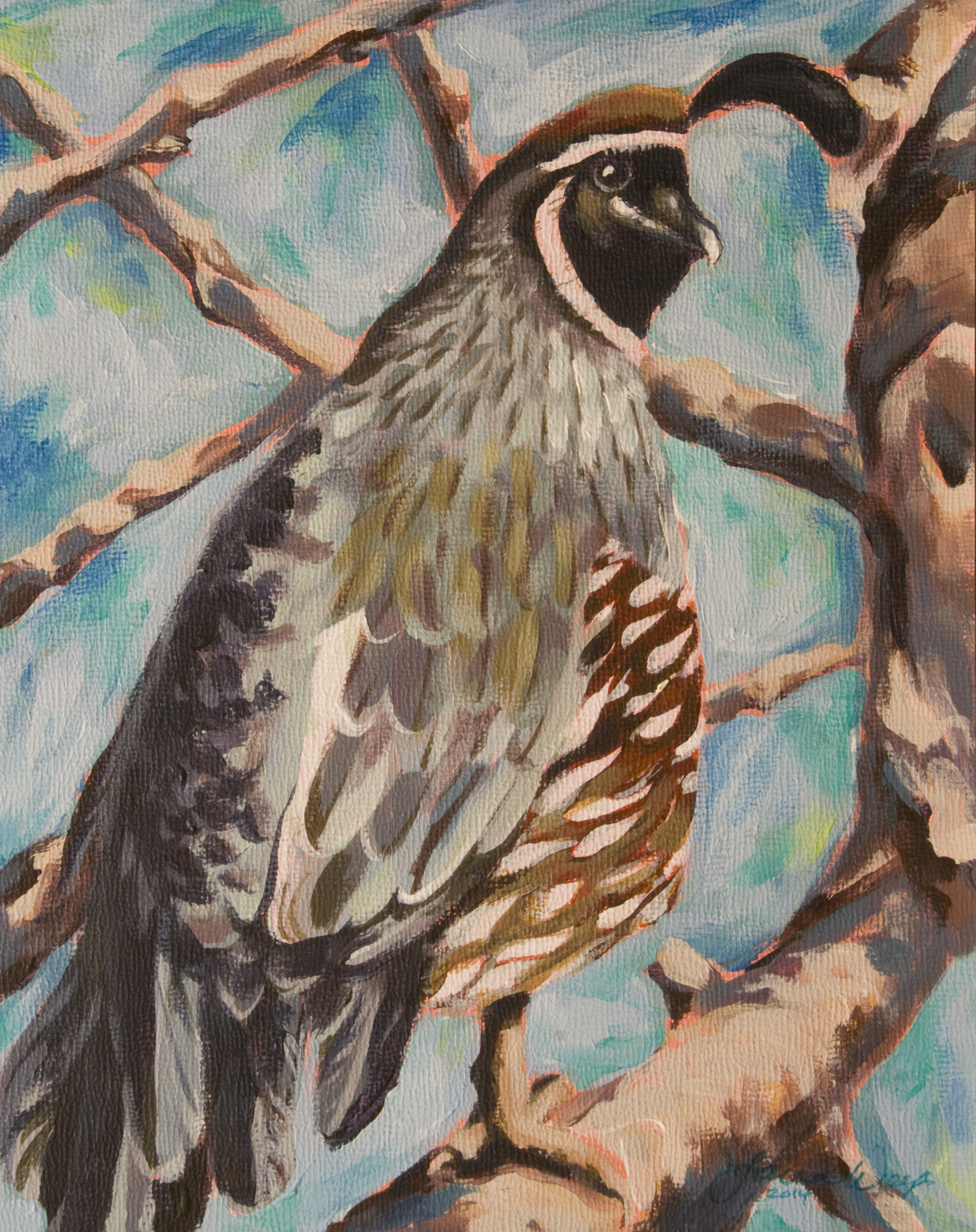 Gambel's Quail