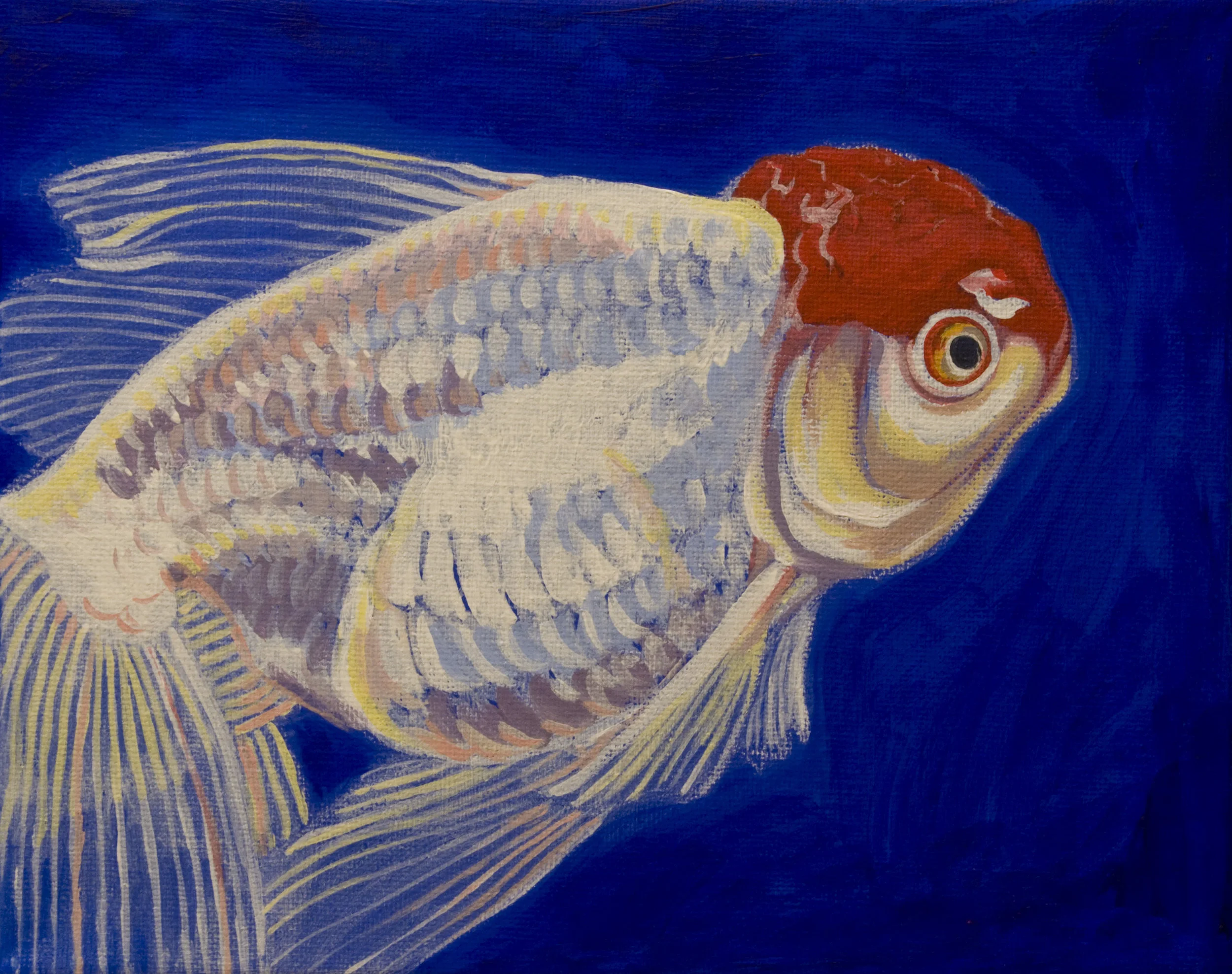 Goldfish 4