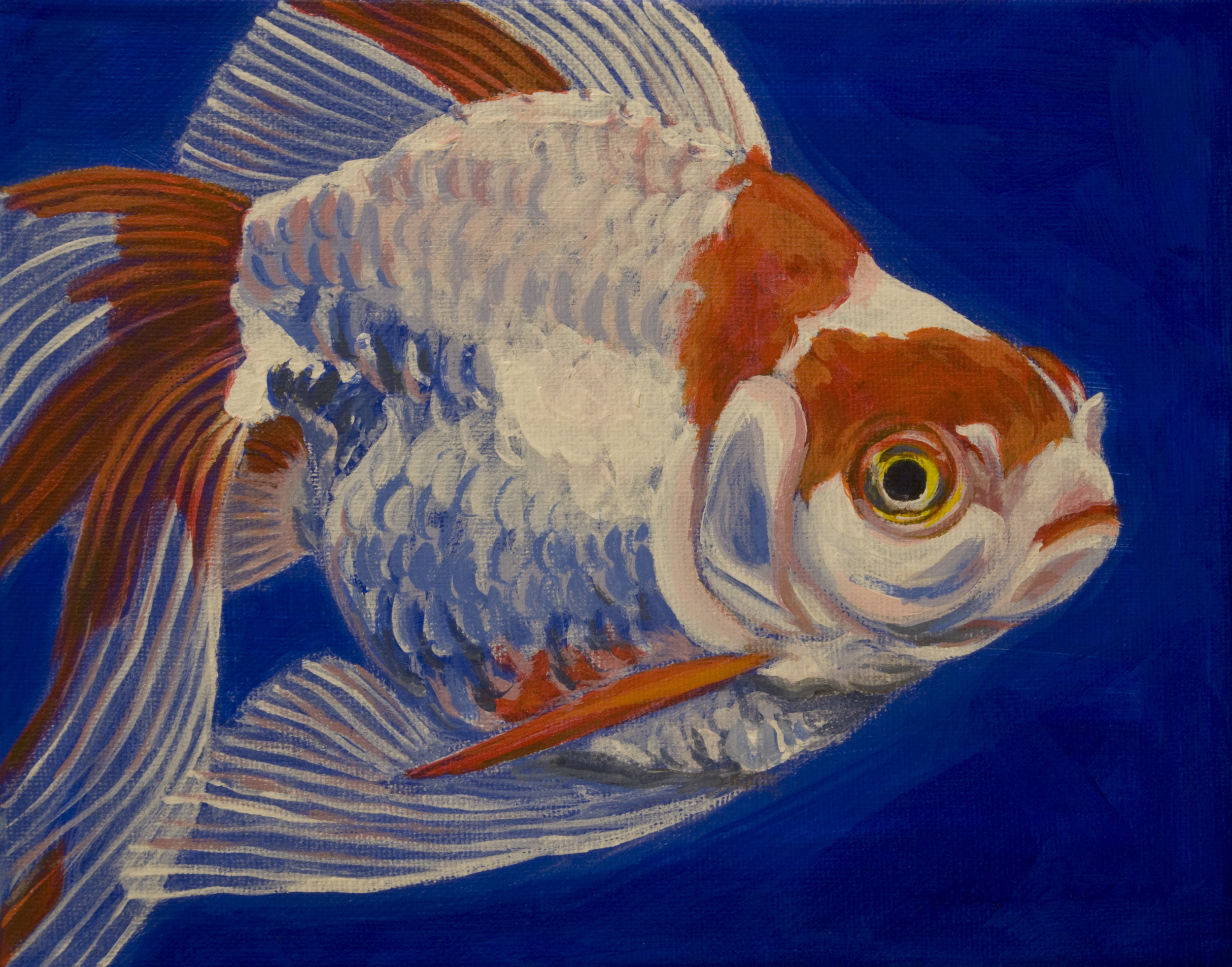 Goldfish 3