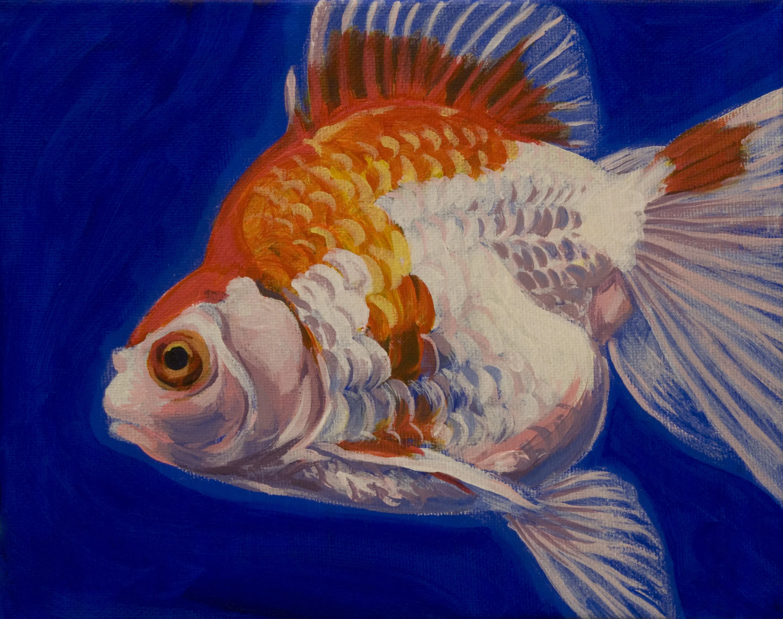 Goldfish 1
