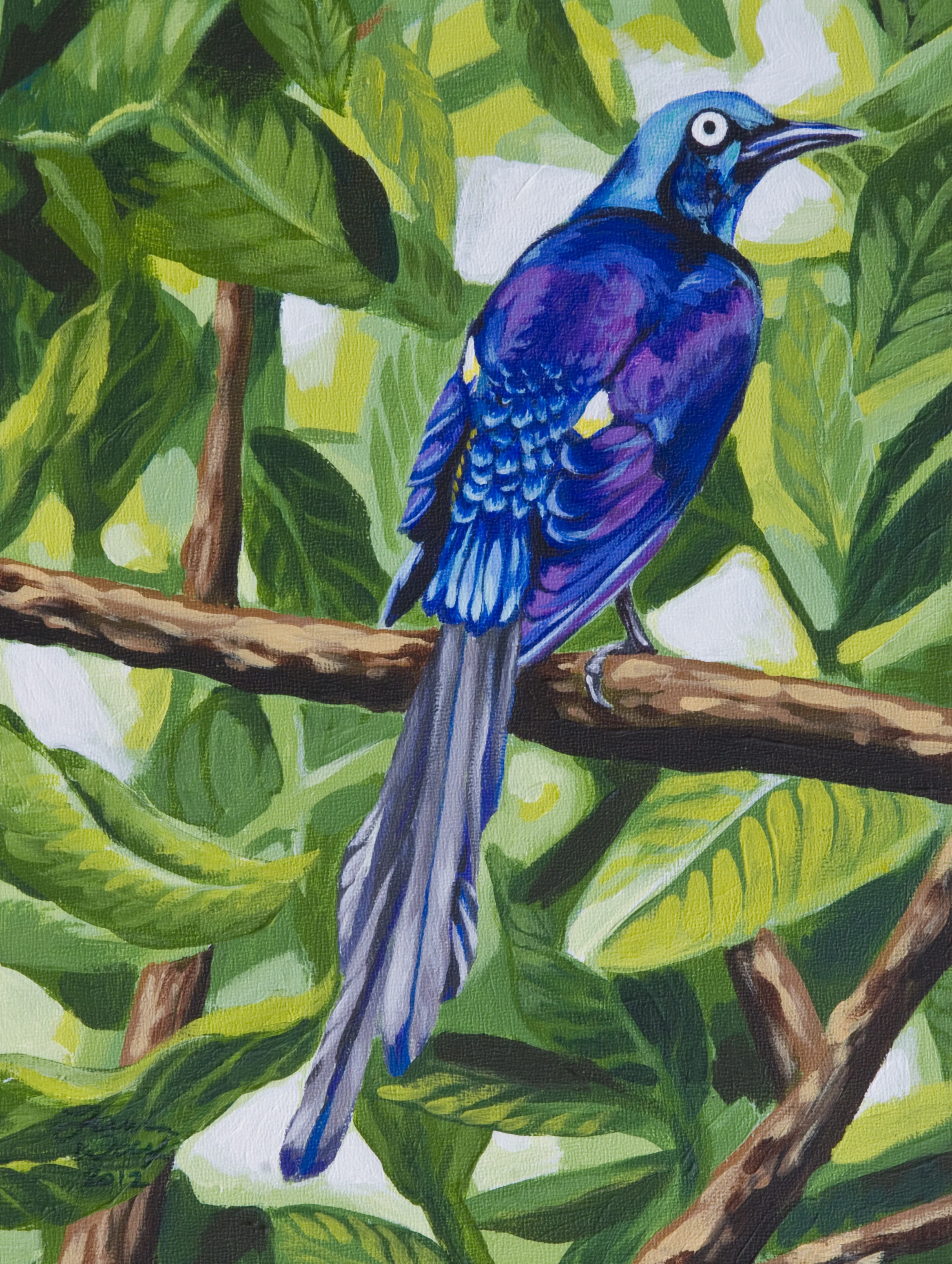 Golden-breasted Starling