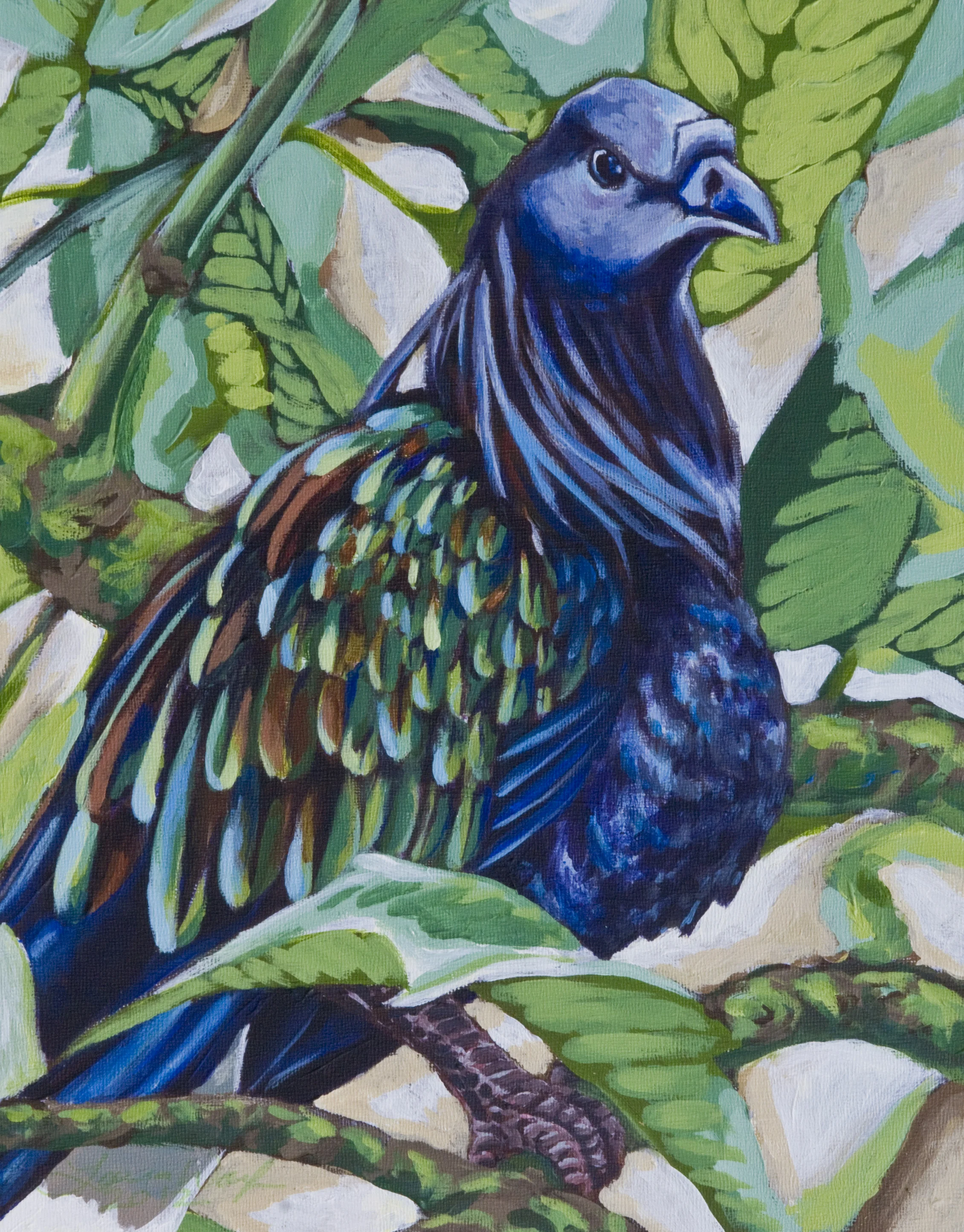 Nicobar Pigeon