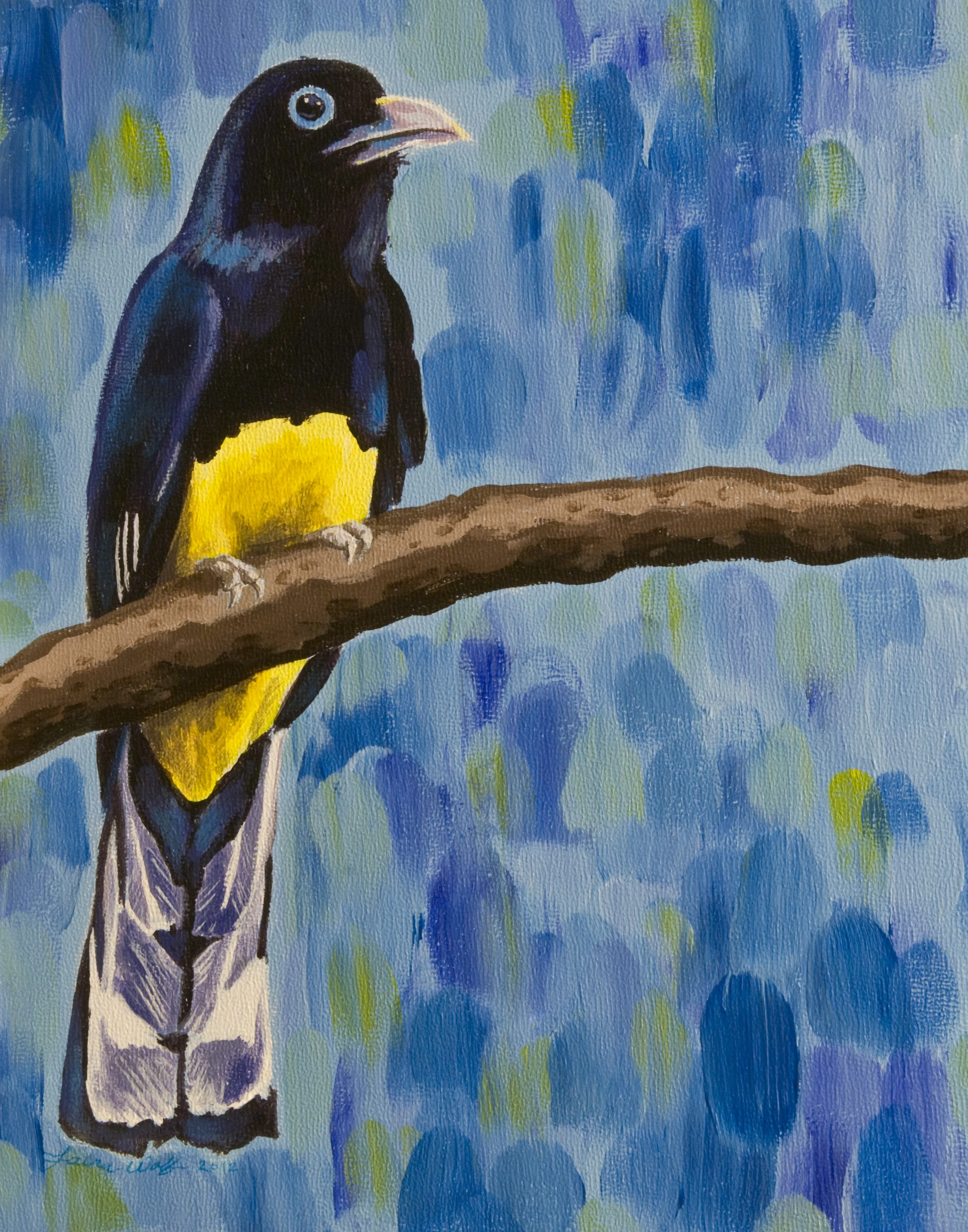 White-tailed Trogon