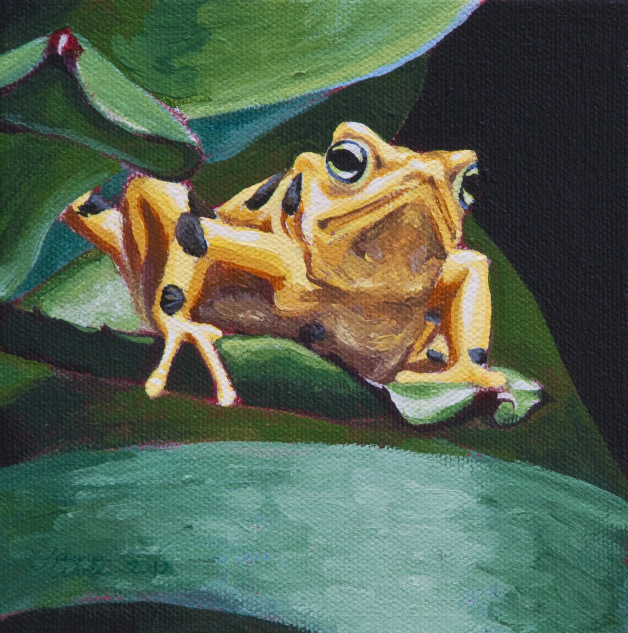 Poison Dart Frog 3
