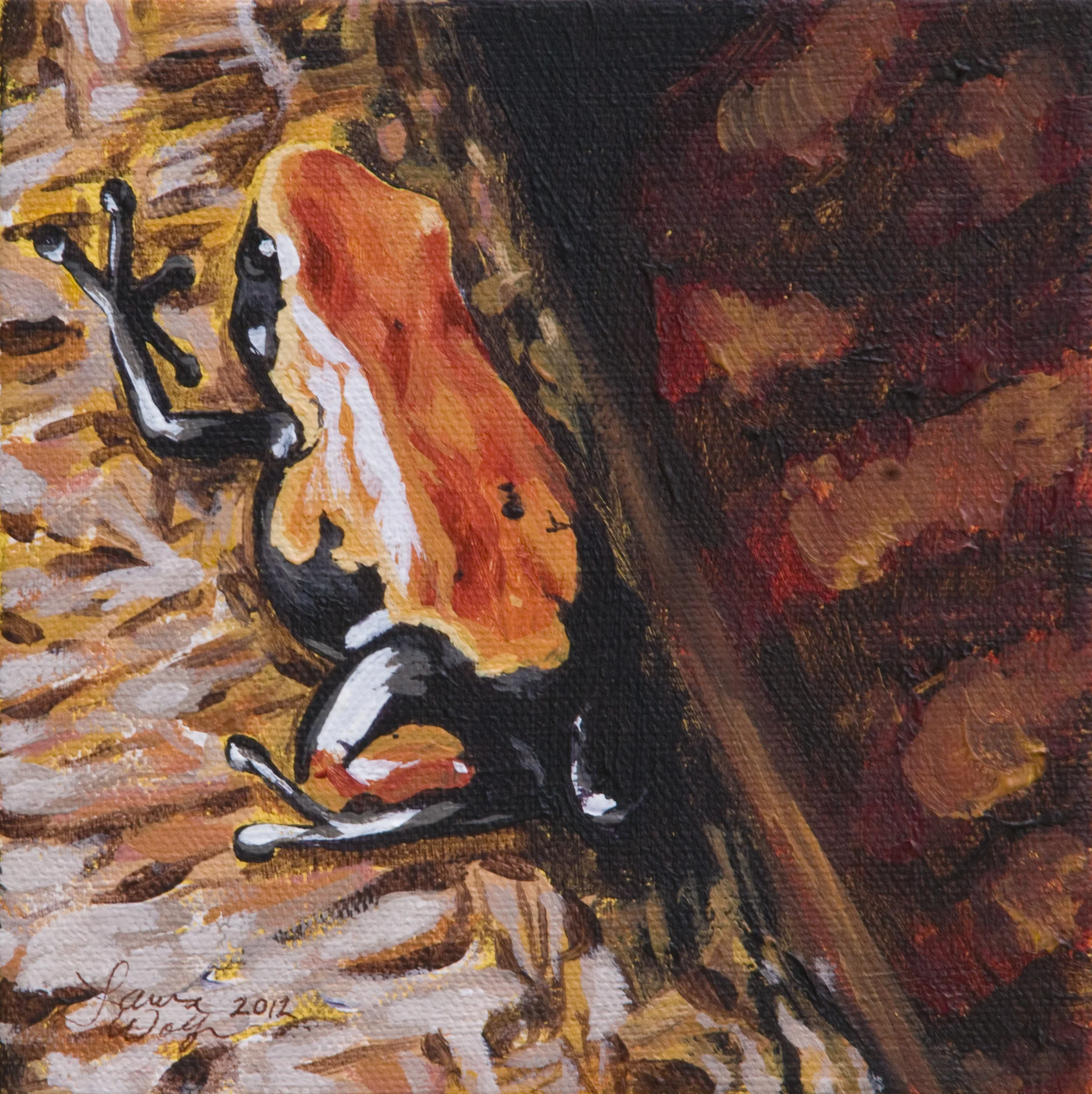 Poison Dart Frog 4