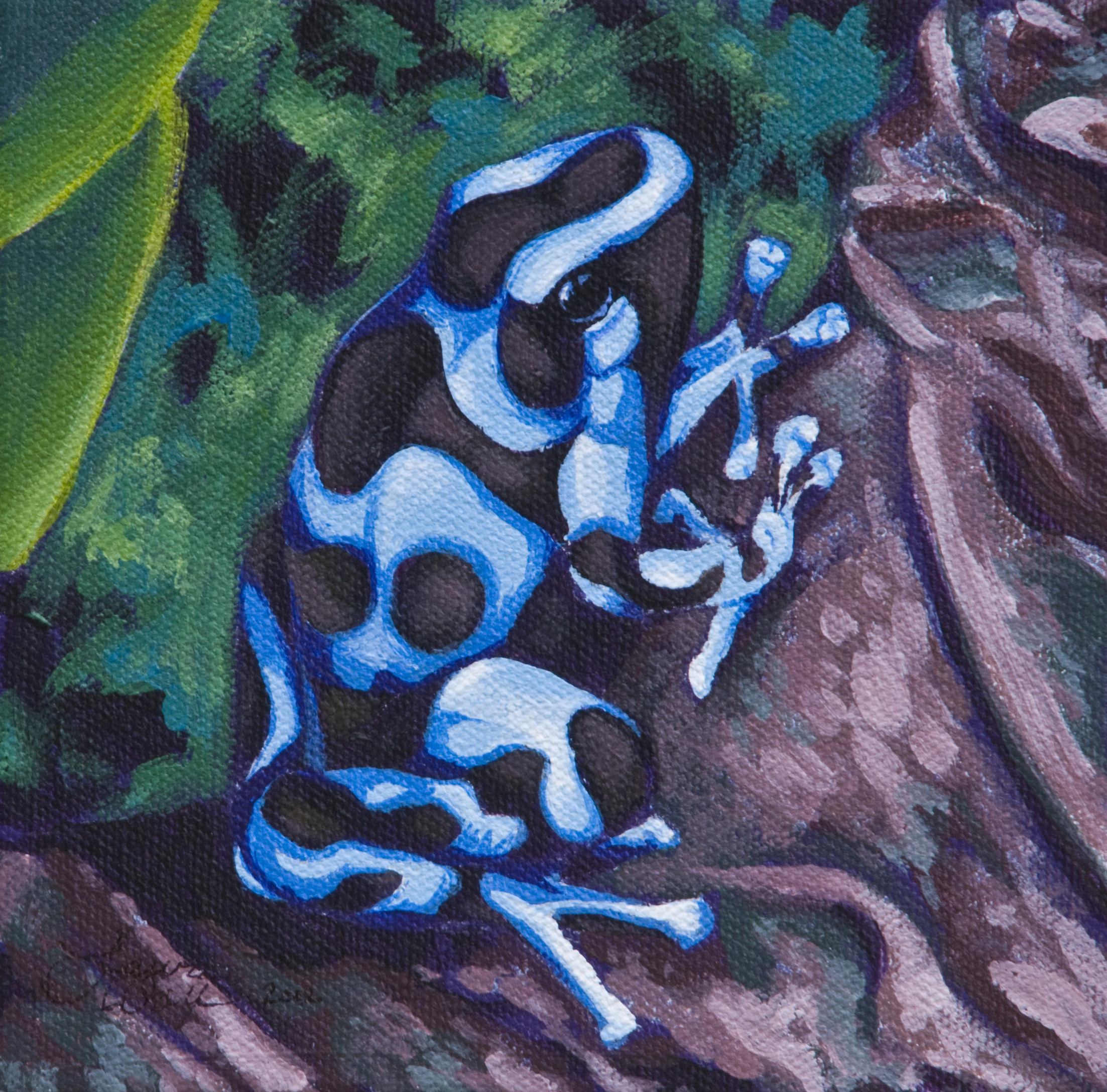 Poison Dart Frog 2