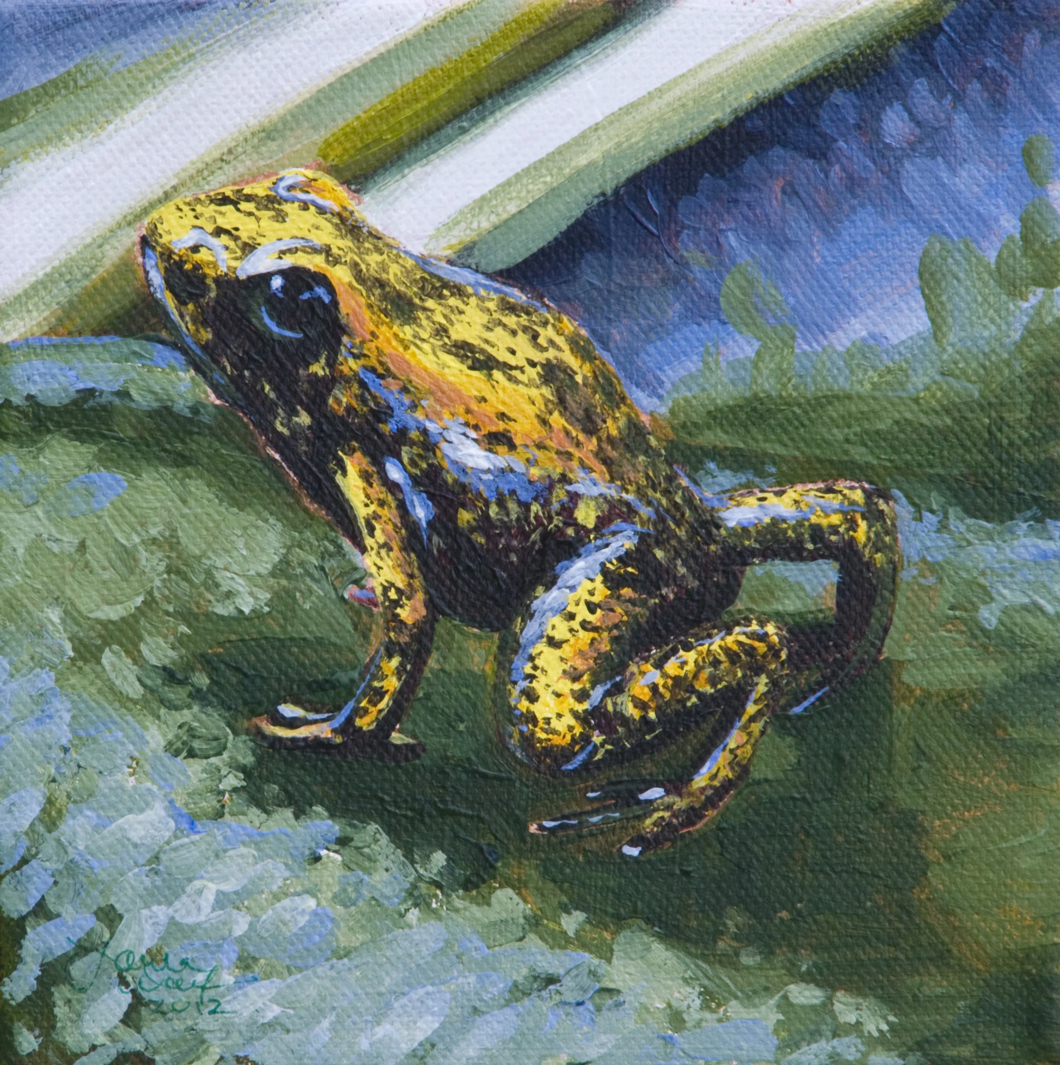 Poison Dart Frog 