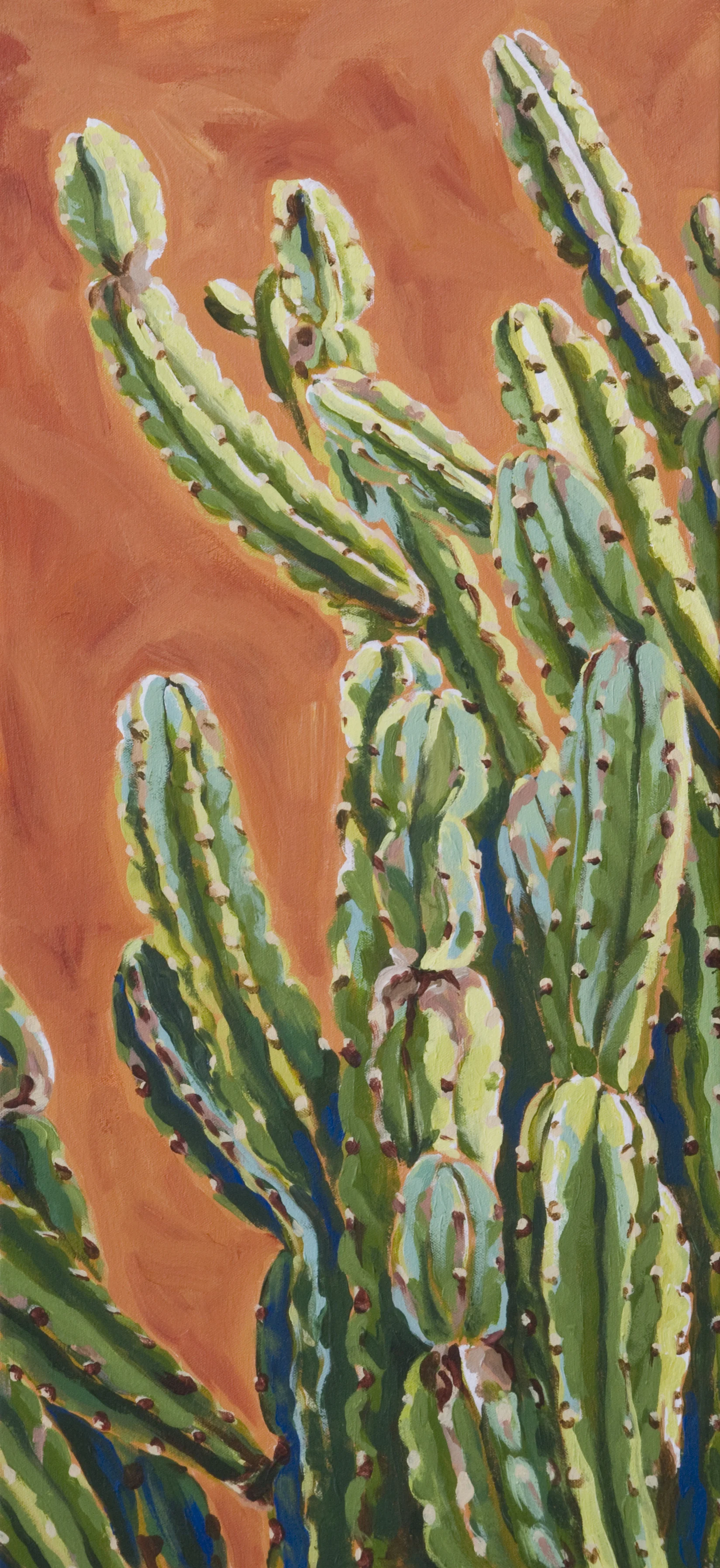 Peruvian Apple Cactus