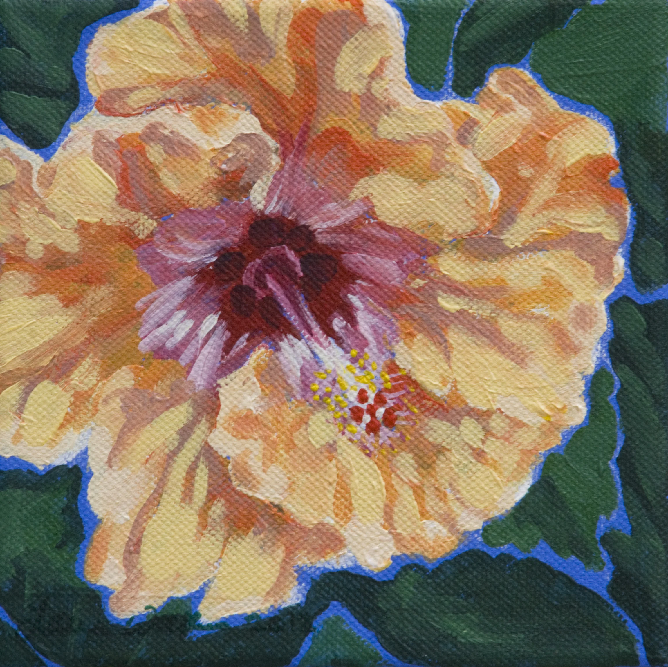 Hibiscus