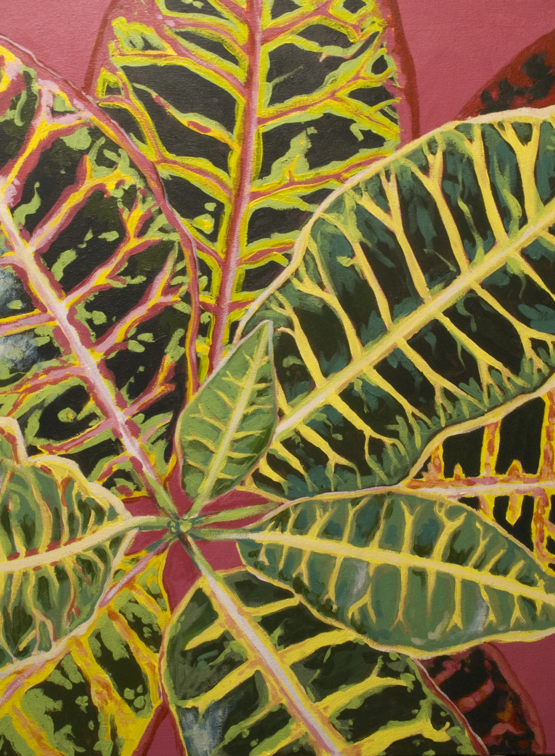 Croton