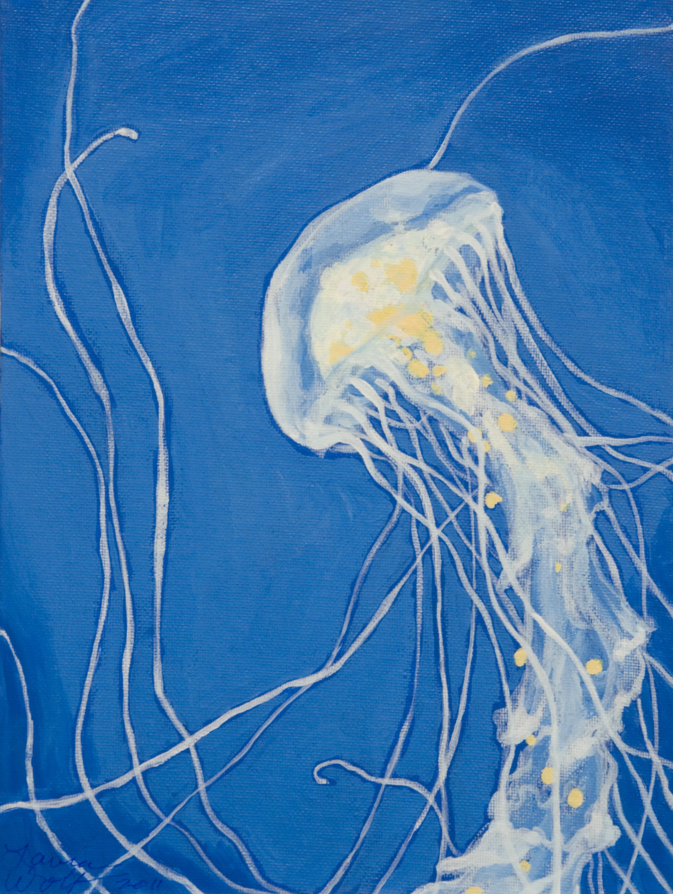 Atlantic Sea Nettle