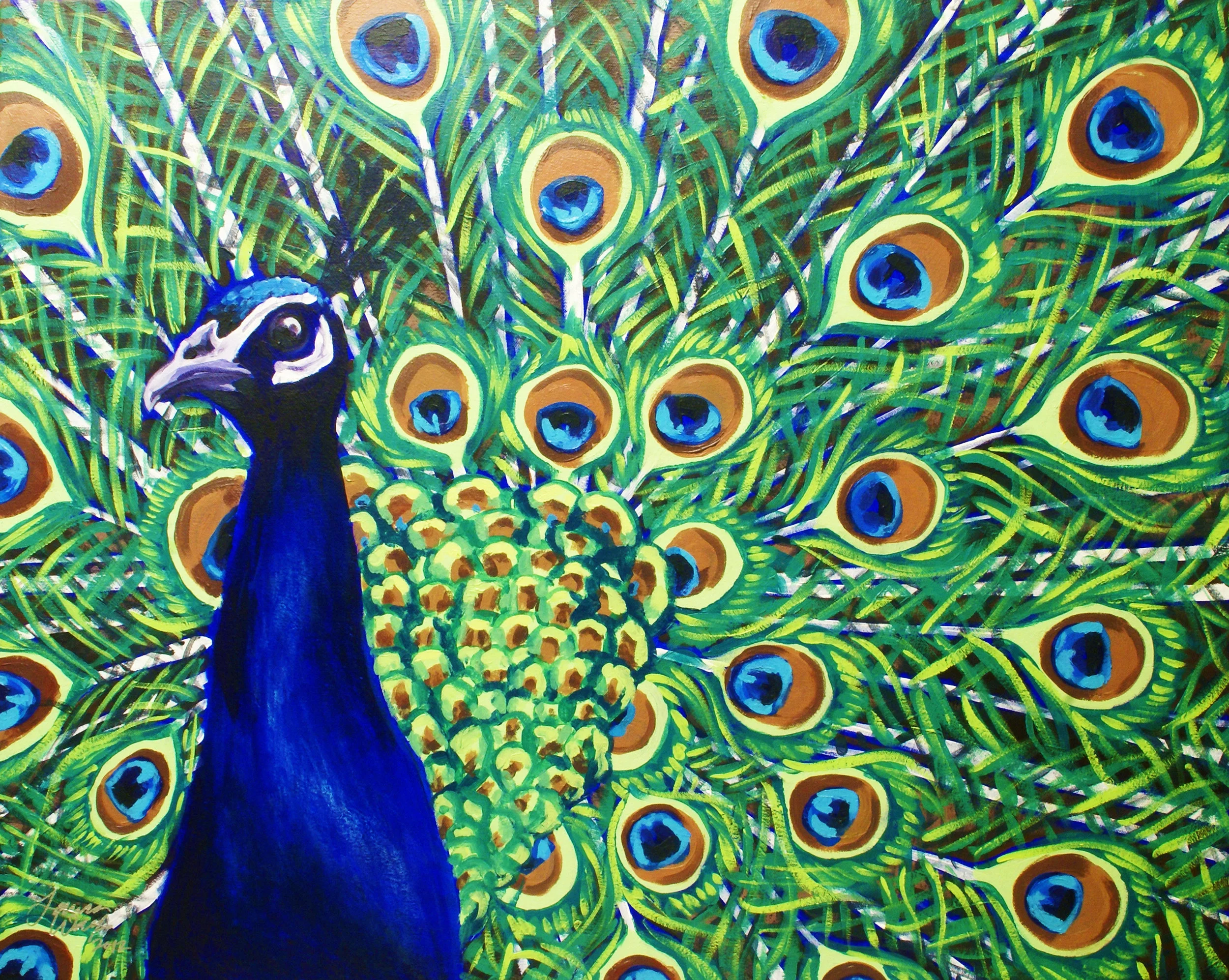 Peacock 2