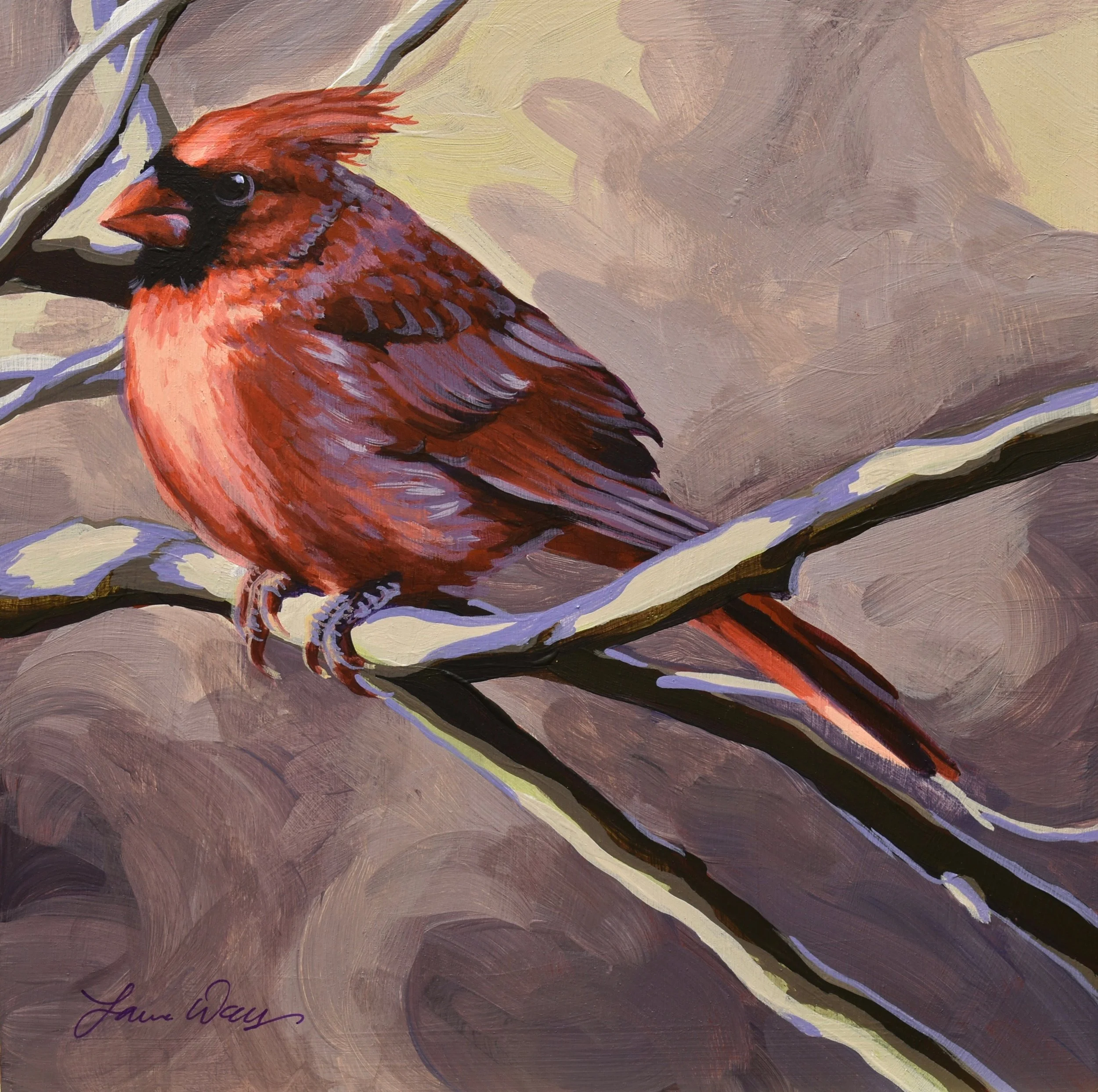 Northern Cardinal 7