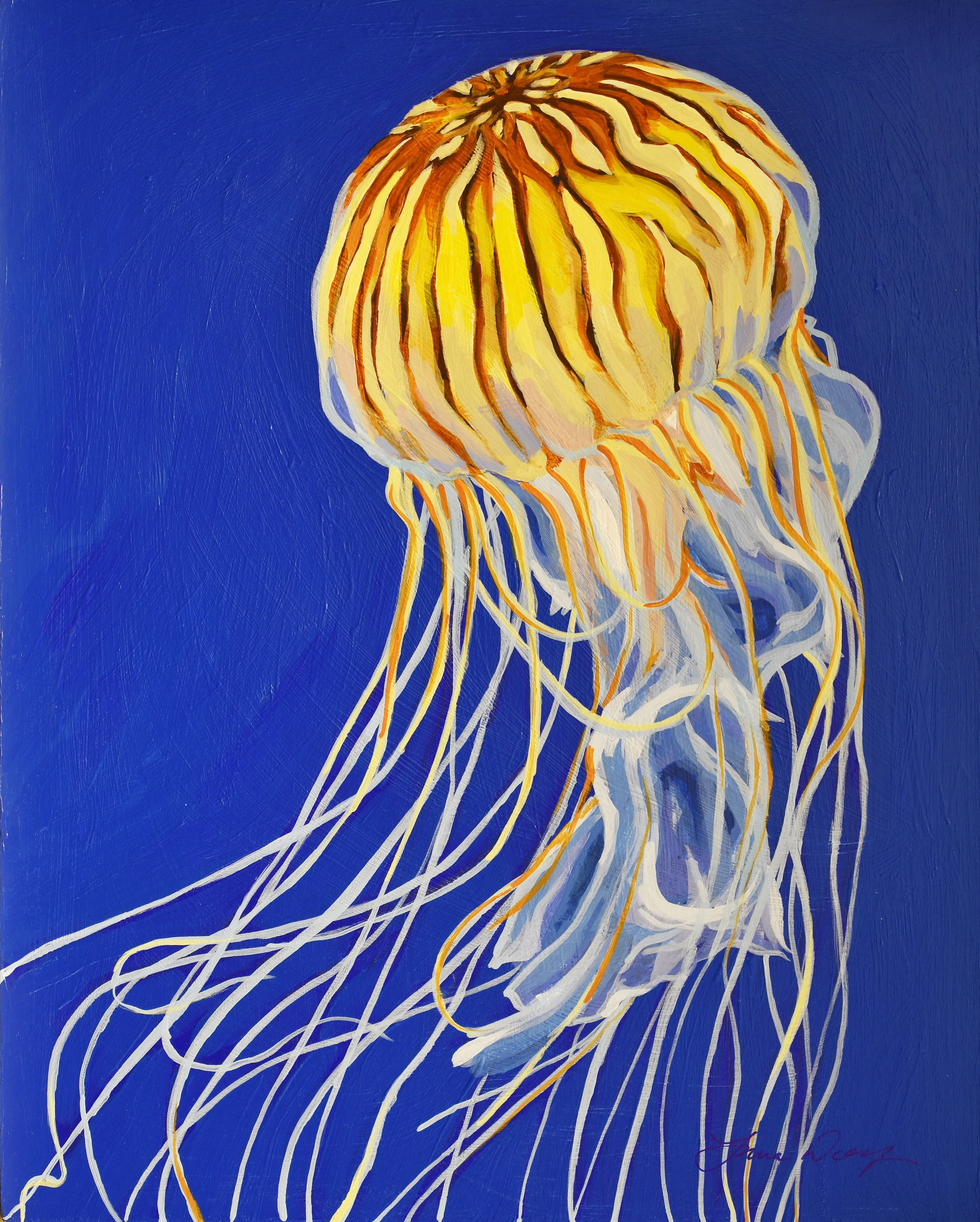 Northern Sea Nettle 3