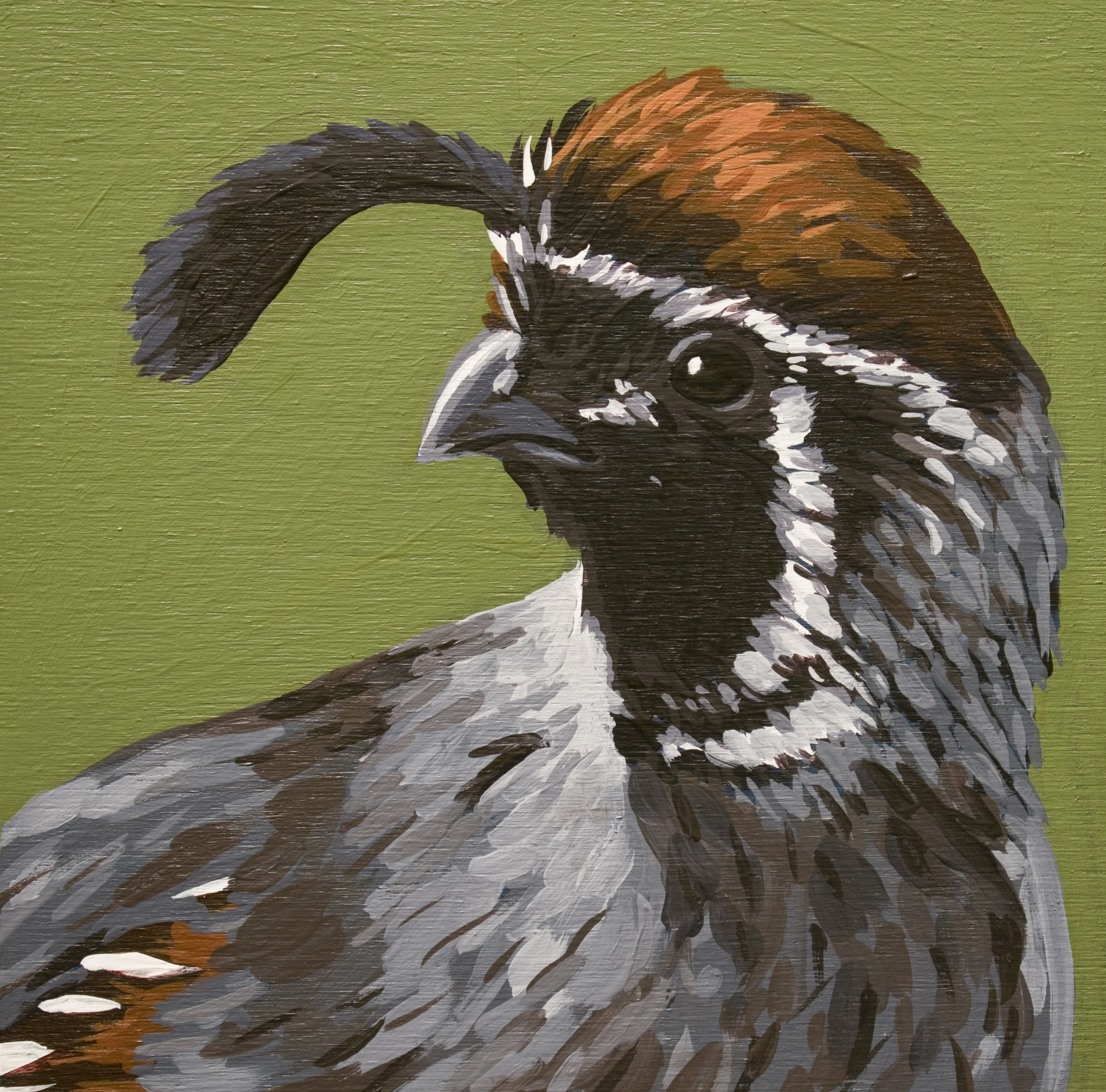 Gambel's Quail Portrait