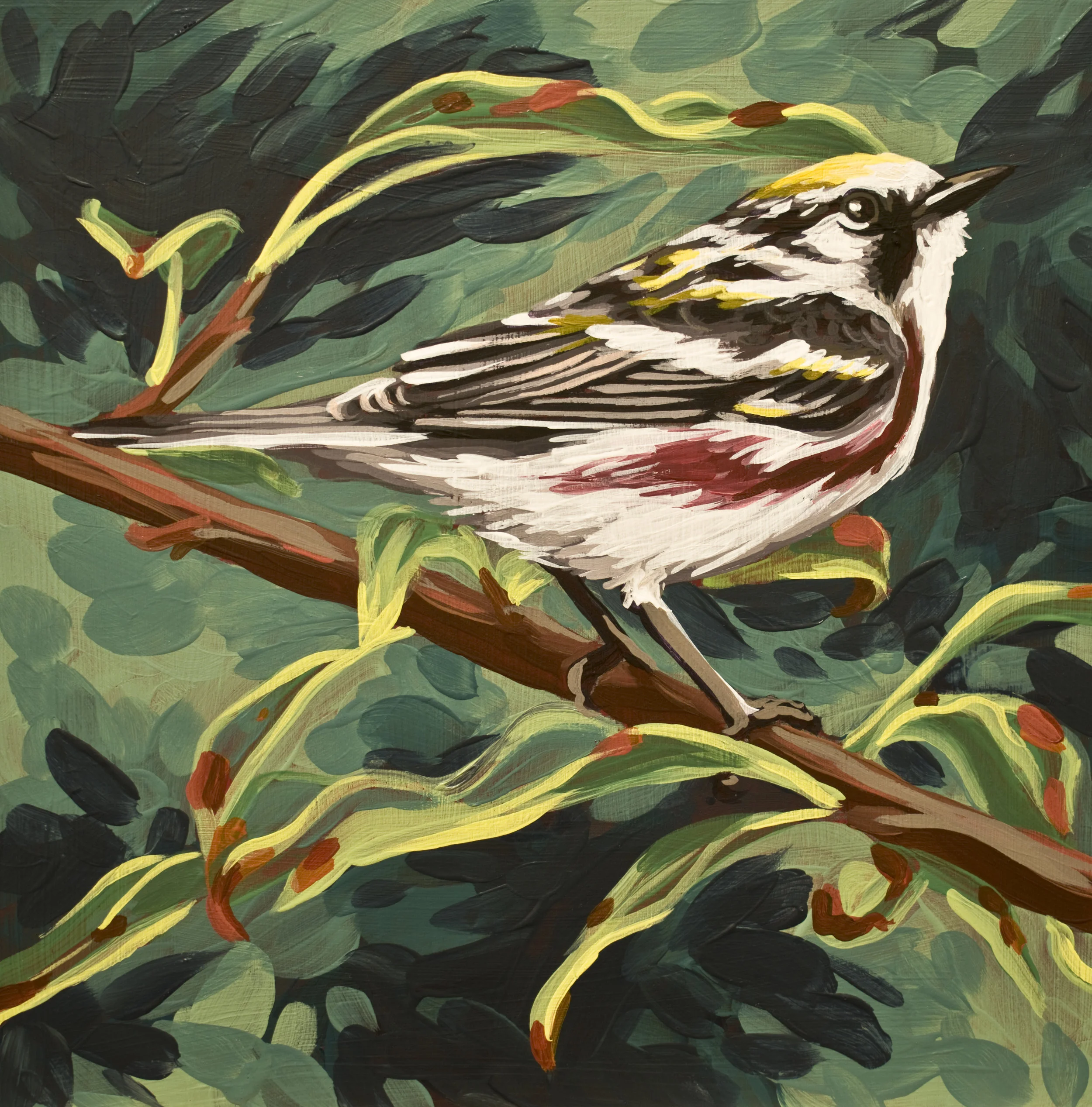 Chestnut-sided Warbler