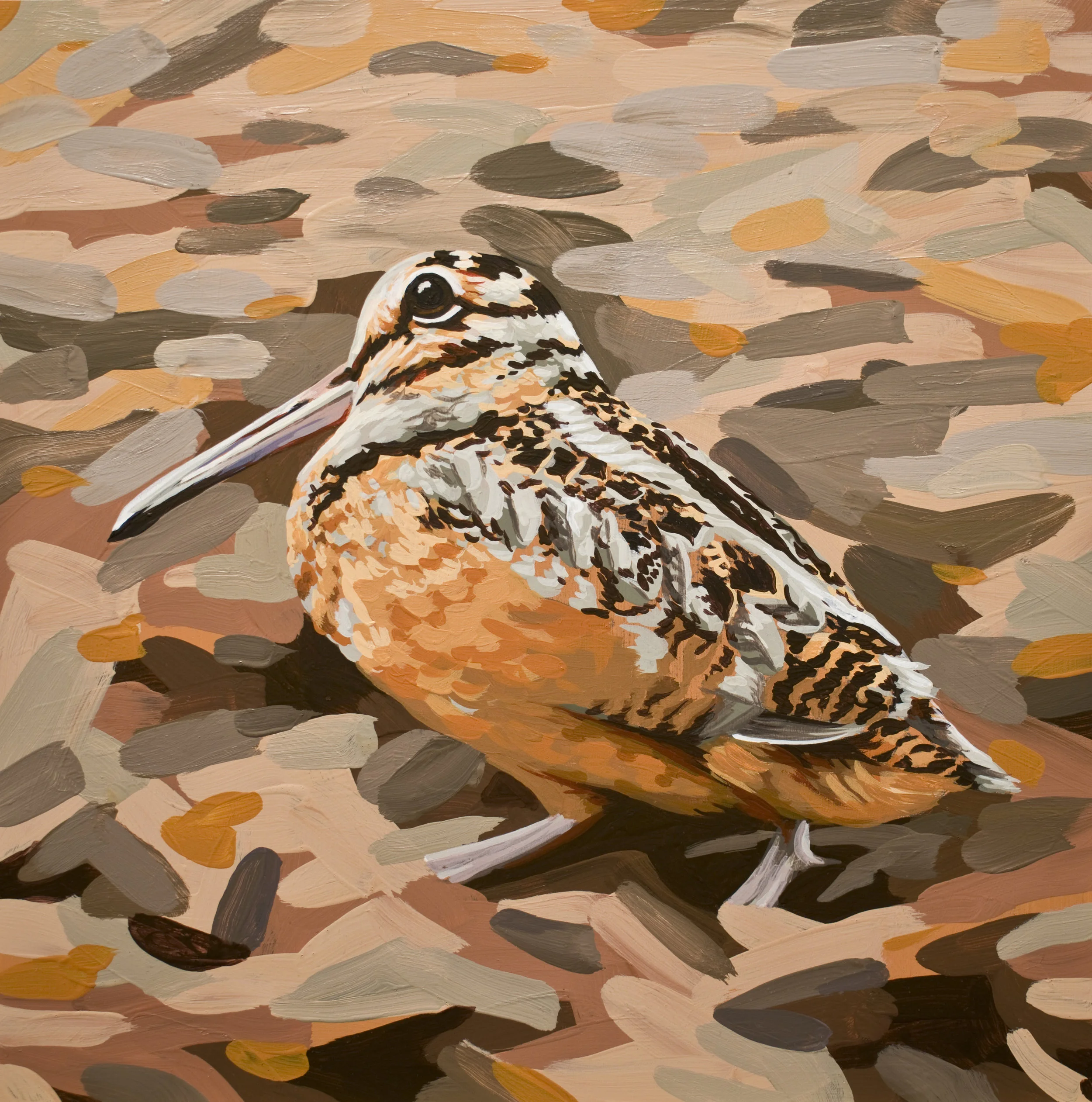 American Woodcock