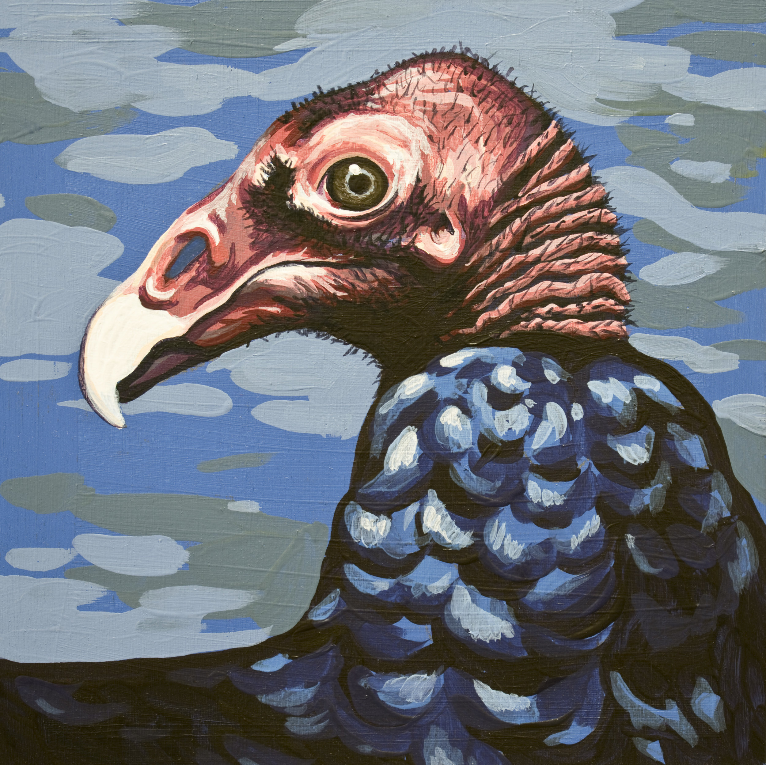 Turkey Vulture Portrait