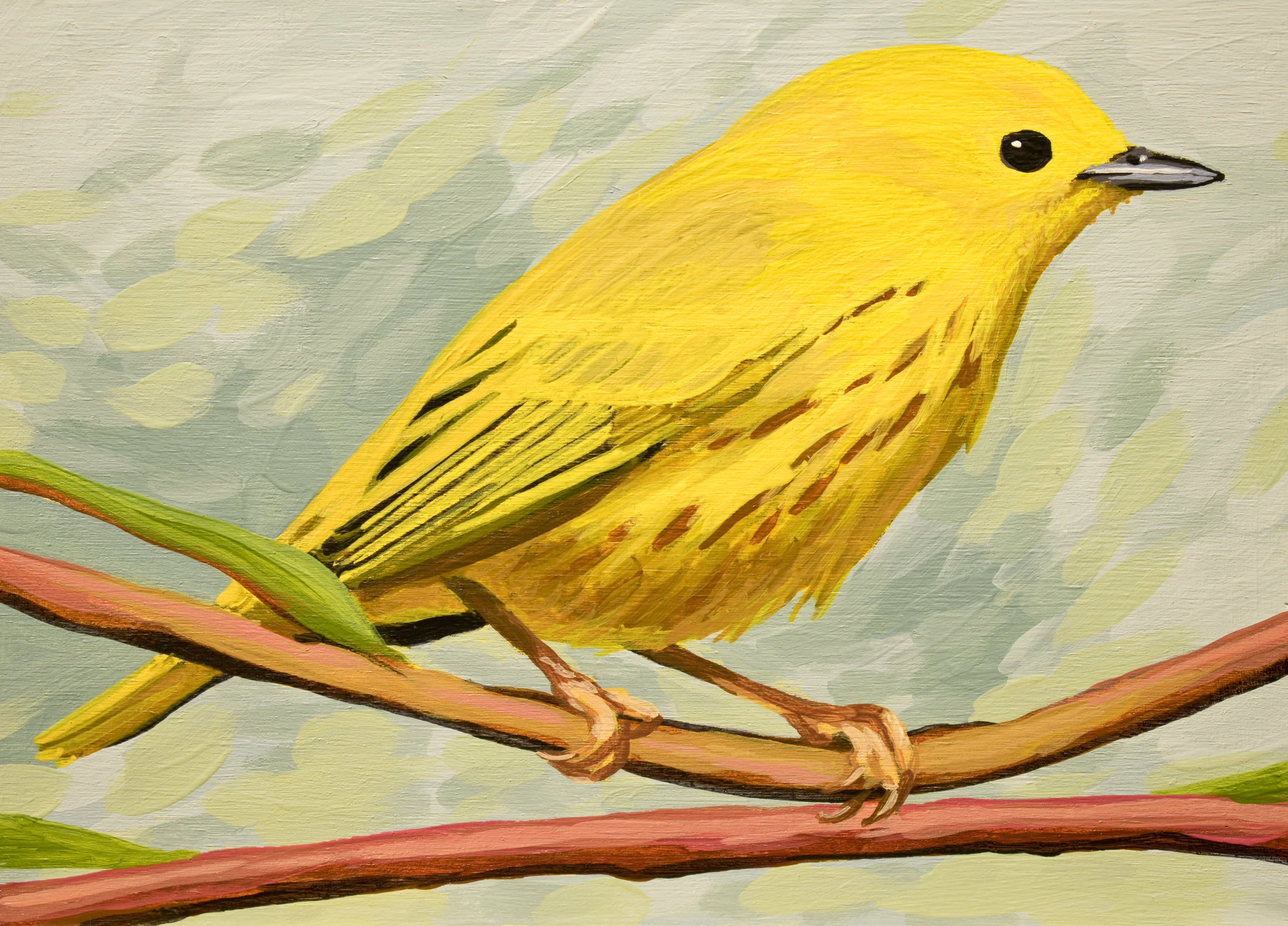 Yellow Warbler.JPG