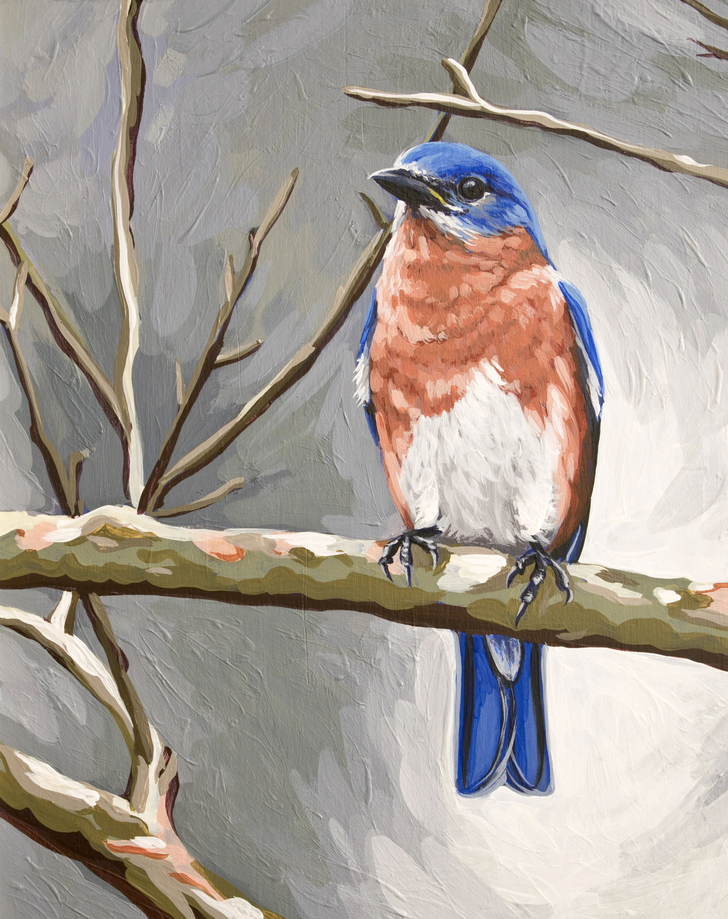 Eastern Bluebird 