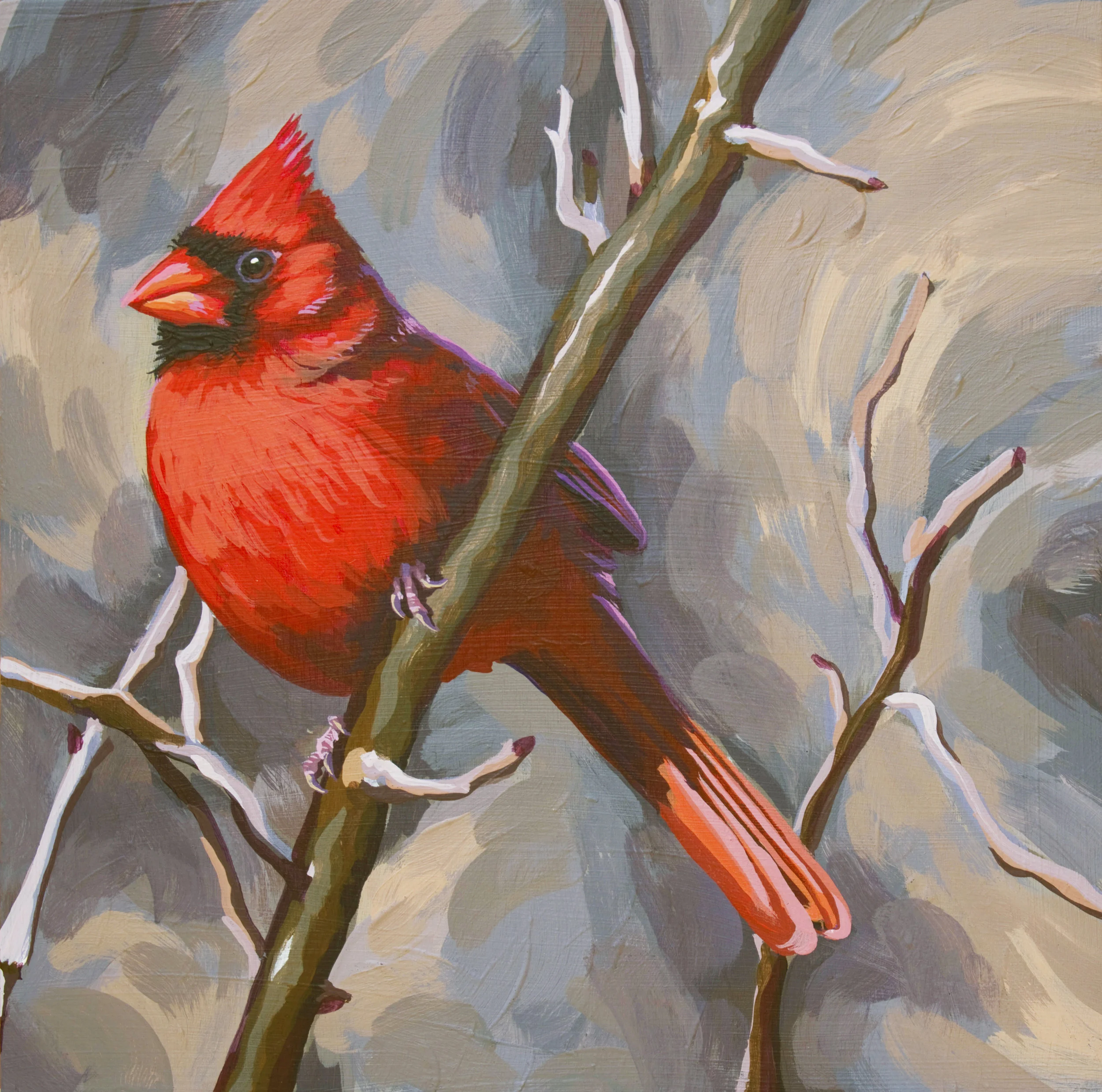 Northern Cardinal 8