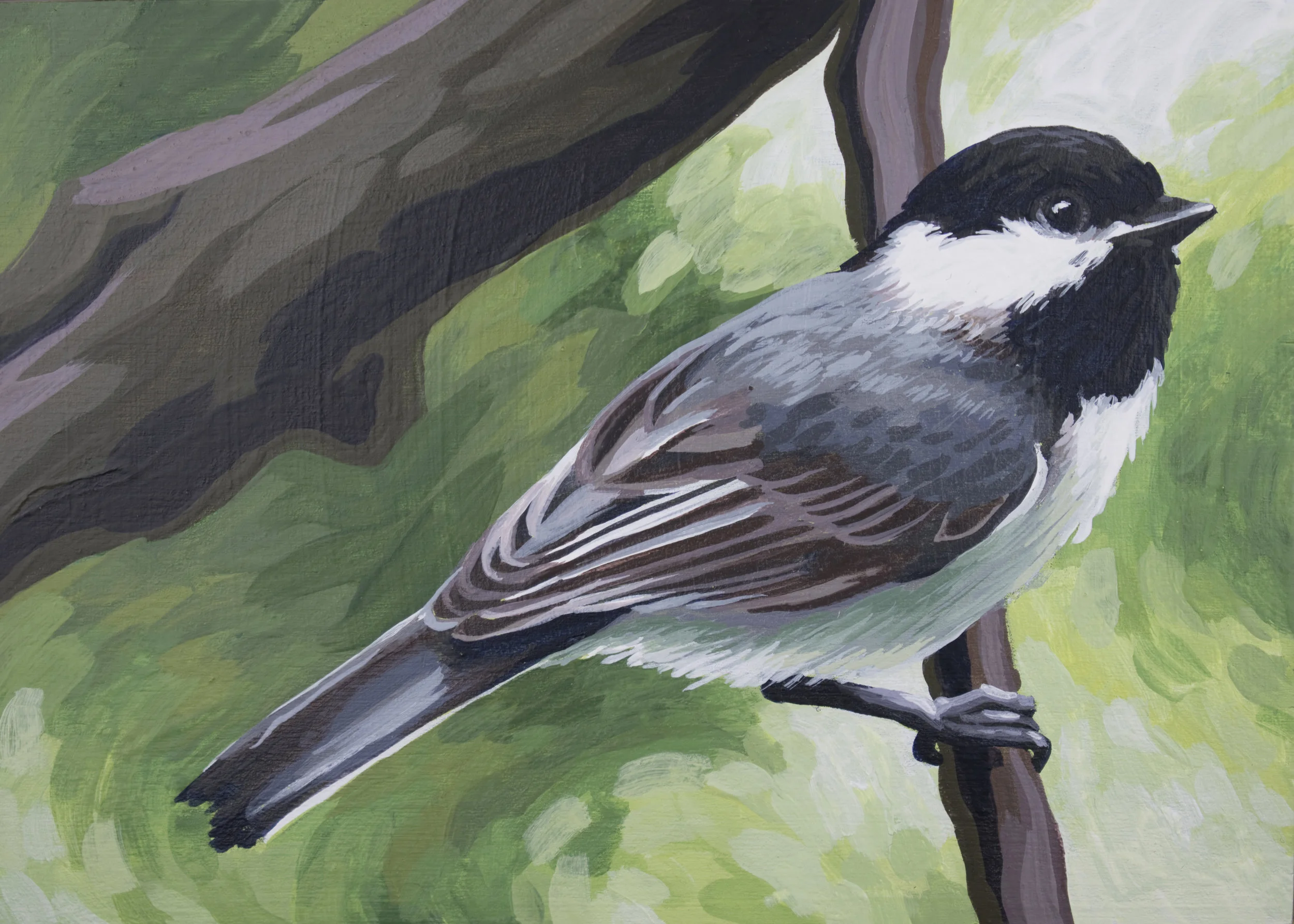Carolina Chickadee