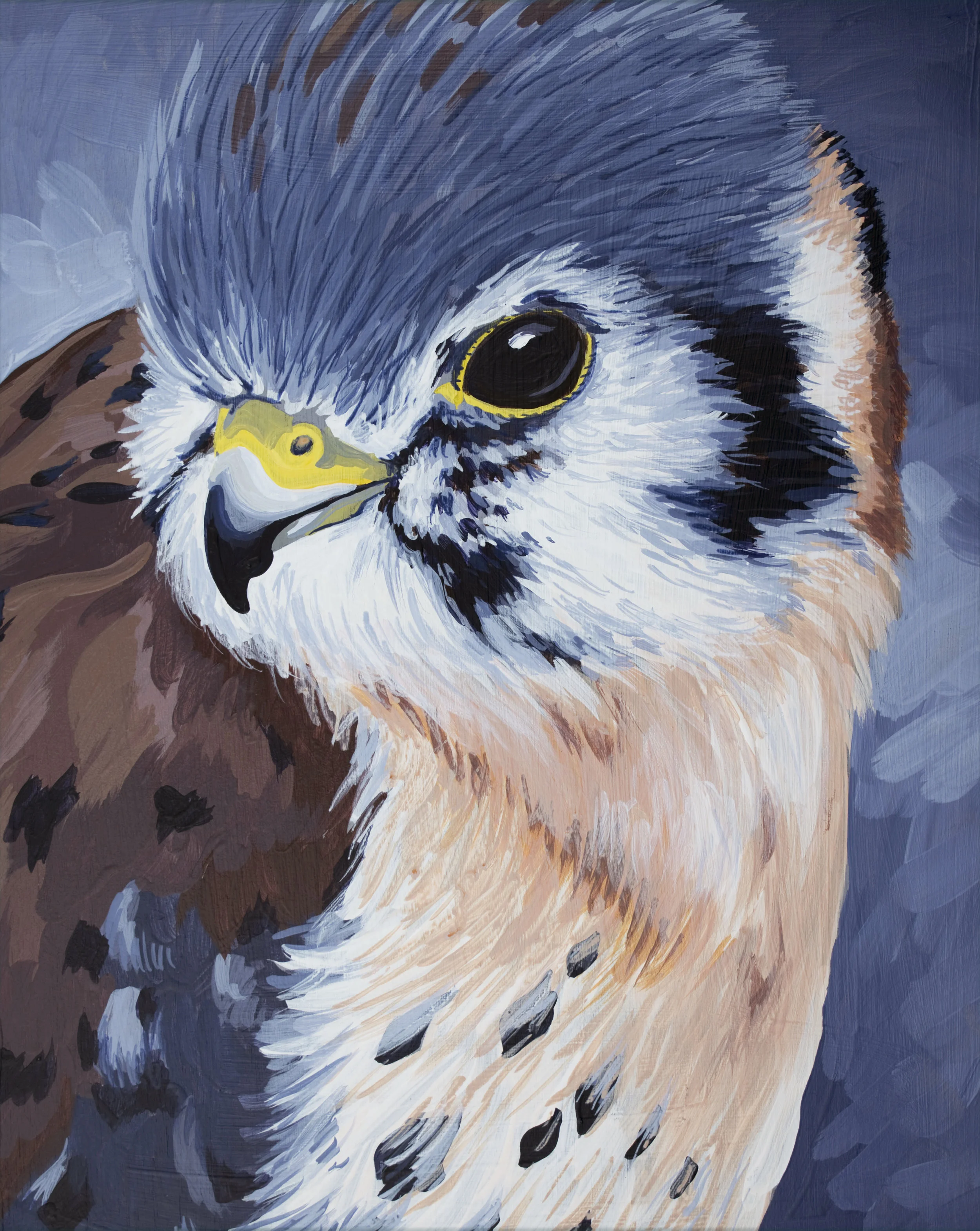 American Kestrel