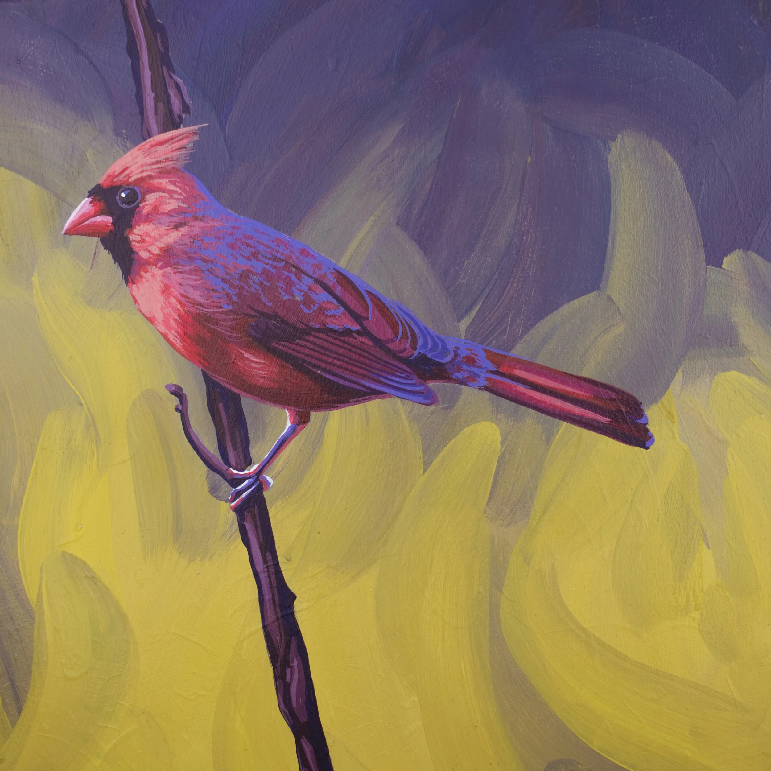 Northern Cardinal