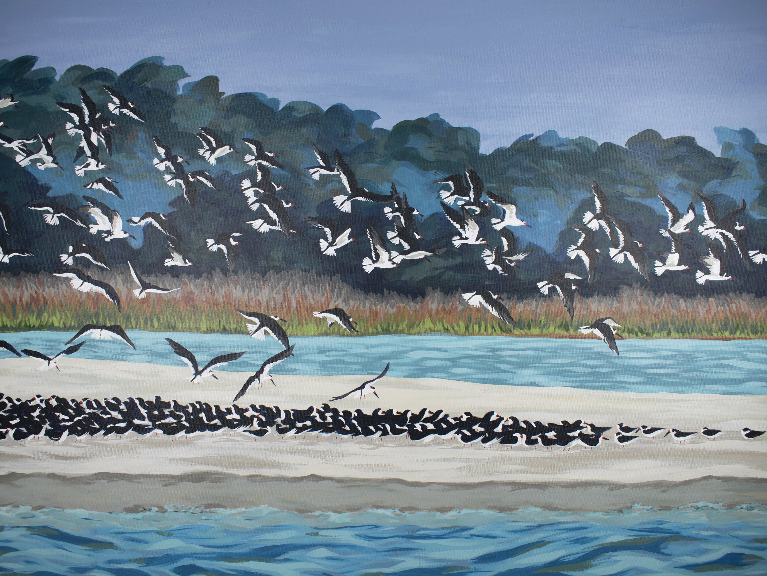 Black Skimmers for Donna