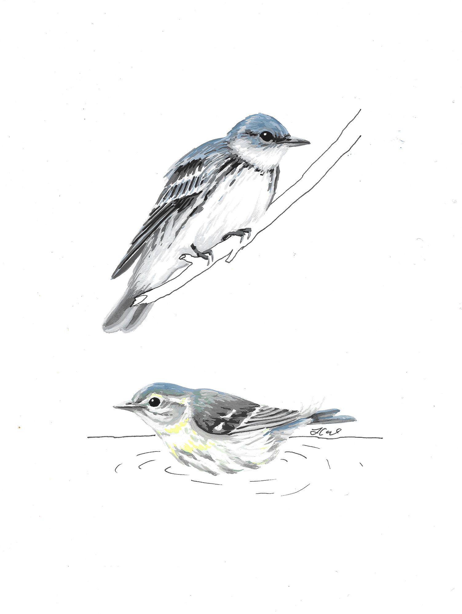 Cerulean Warbler Pair for Walt