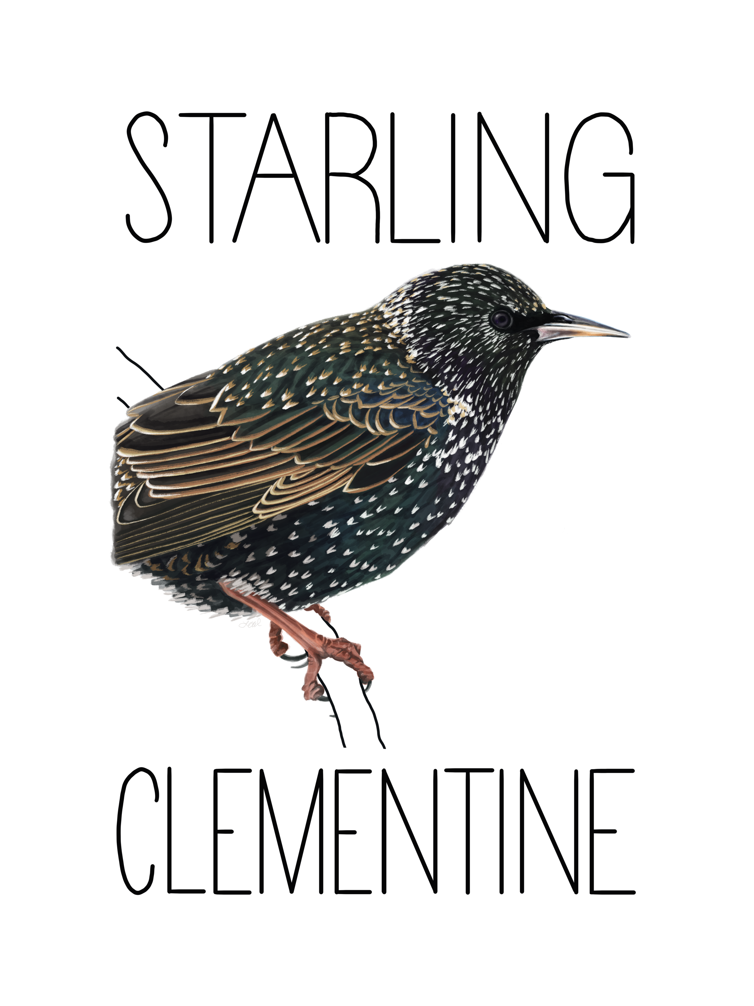 Starling Clementine