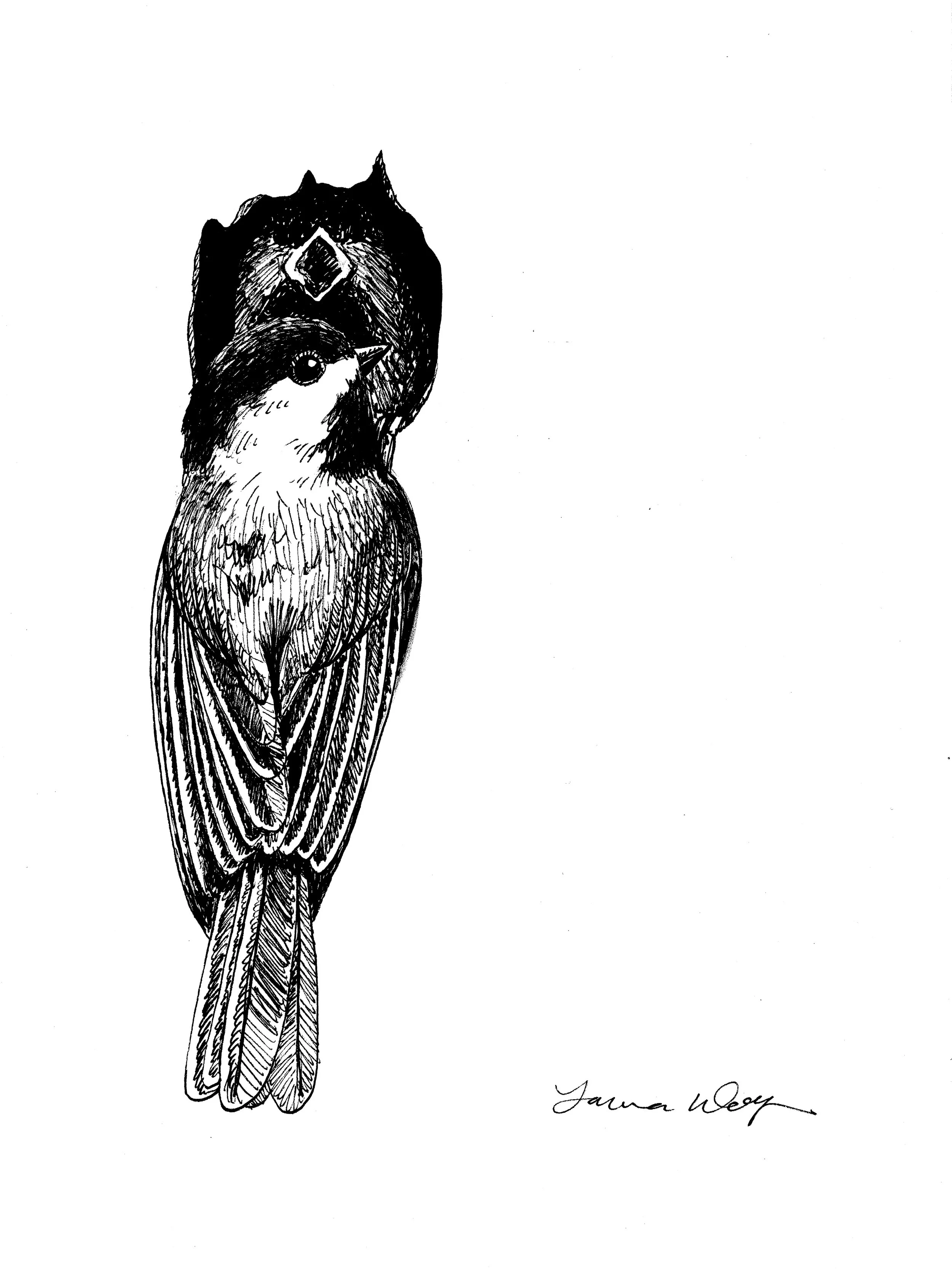 Carolina Chickadee and Chick.jpg