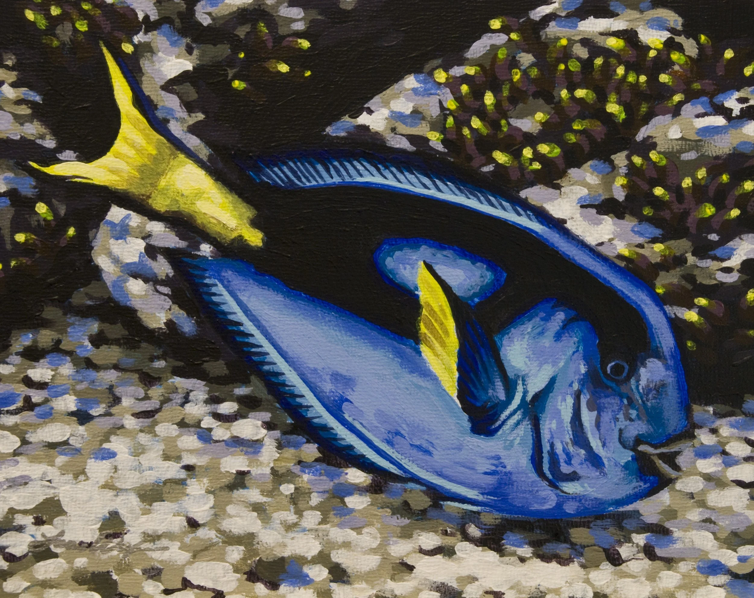 blue tang.JPG