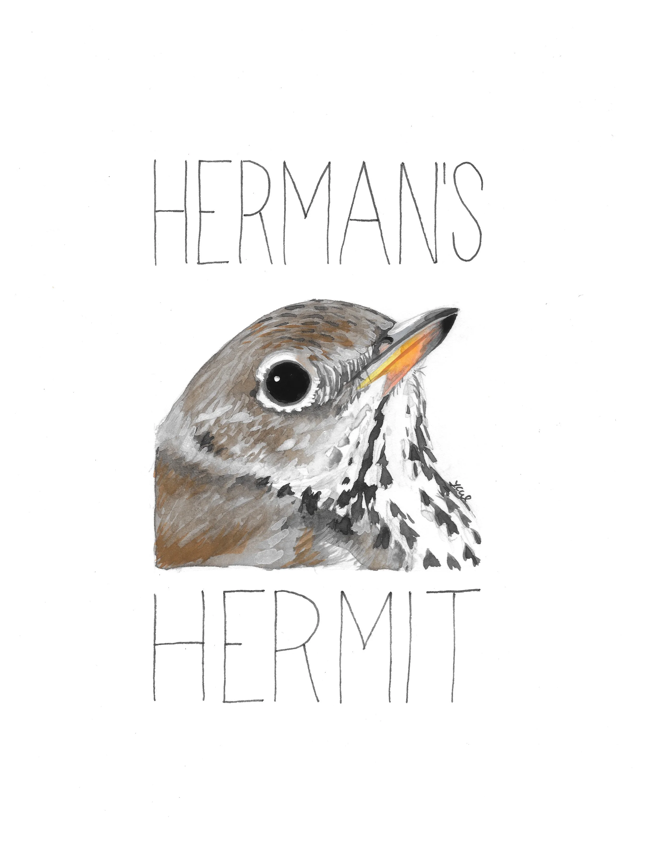 herman's hermit.jpg