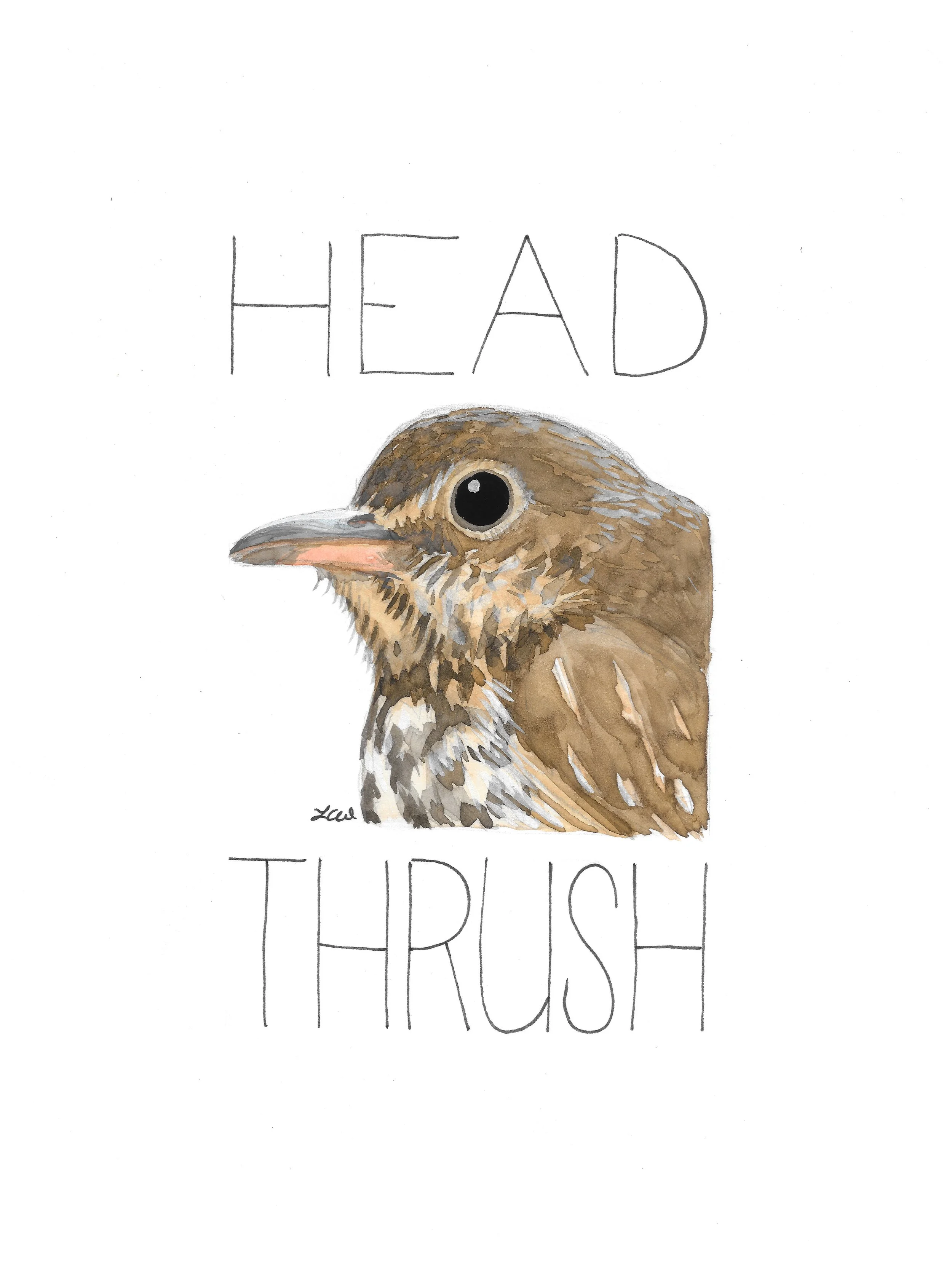head thrush.jpg