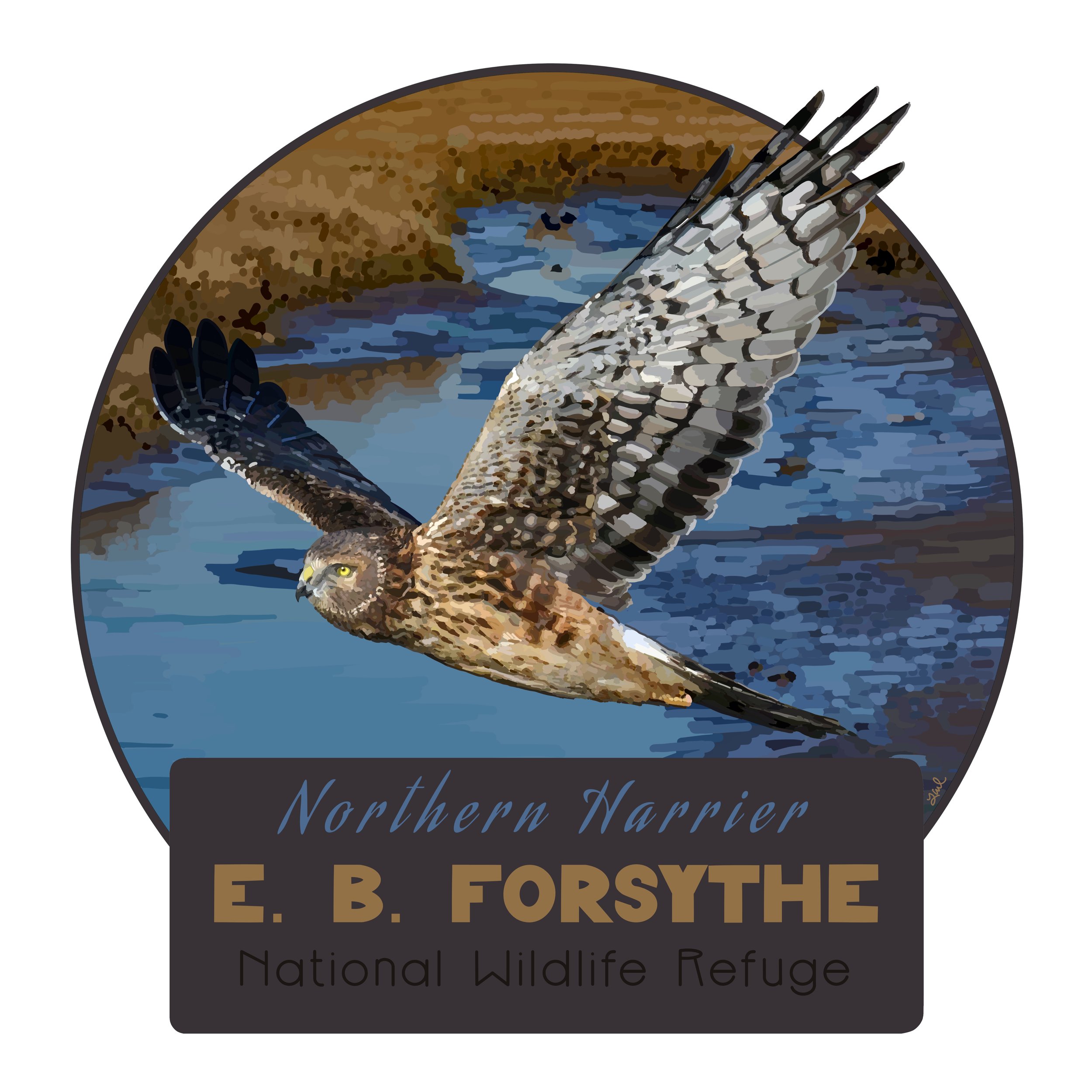 birds and parks:forsythe:harrier IMG_3340.JPG