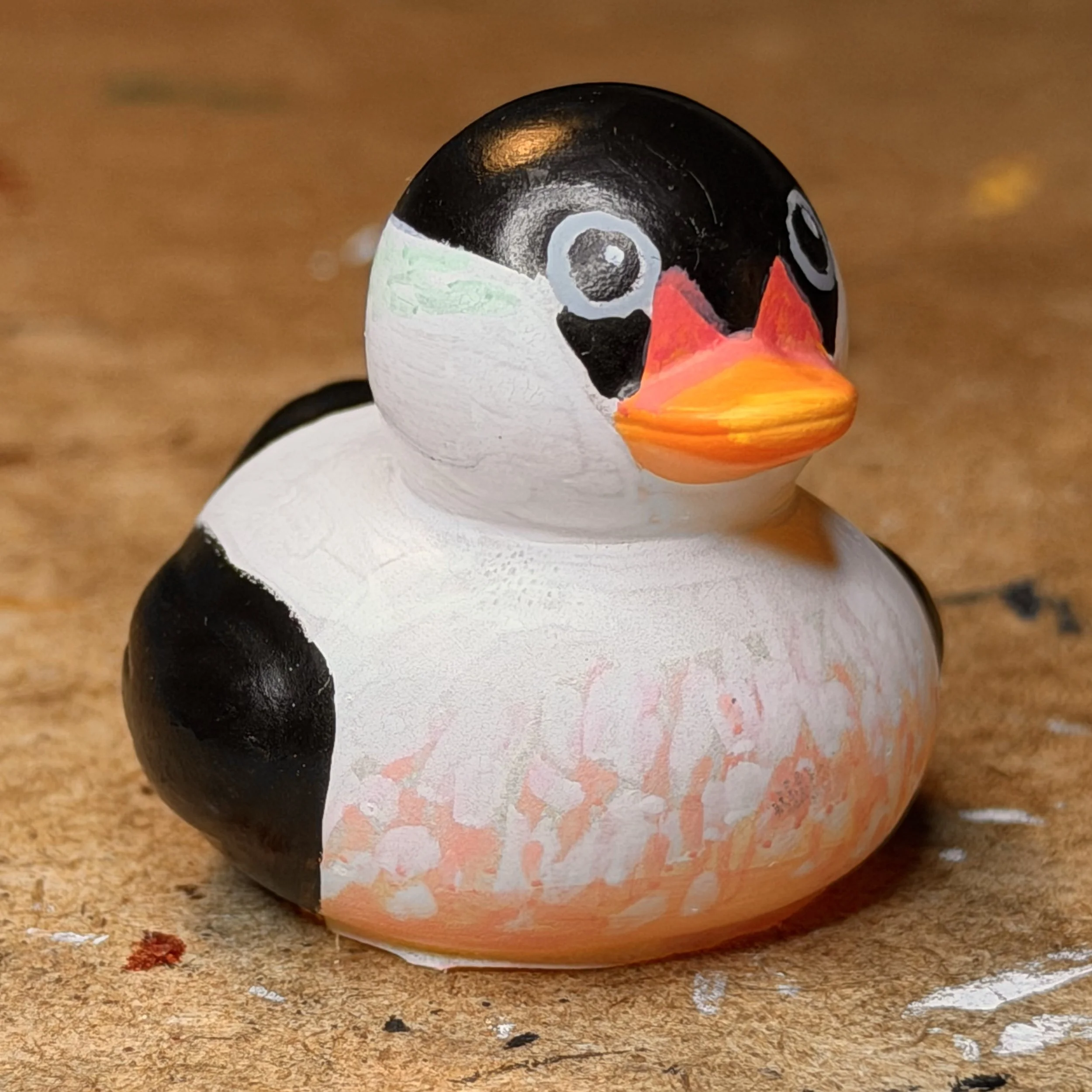 common eider pacific subspecies IMG_2028.jpg