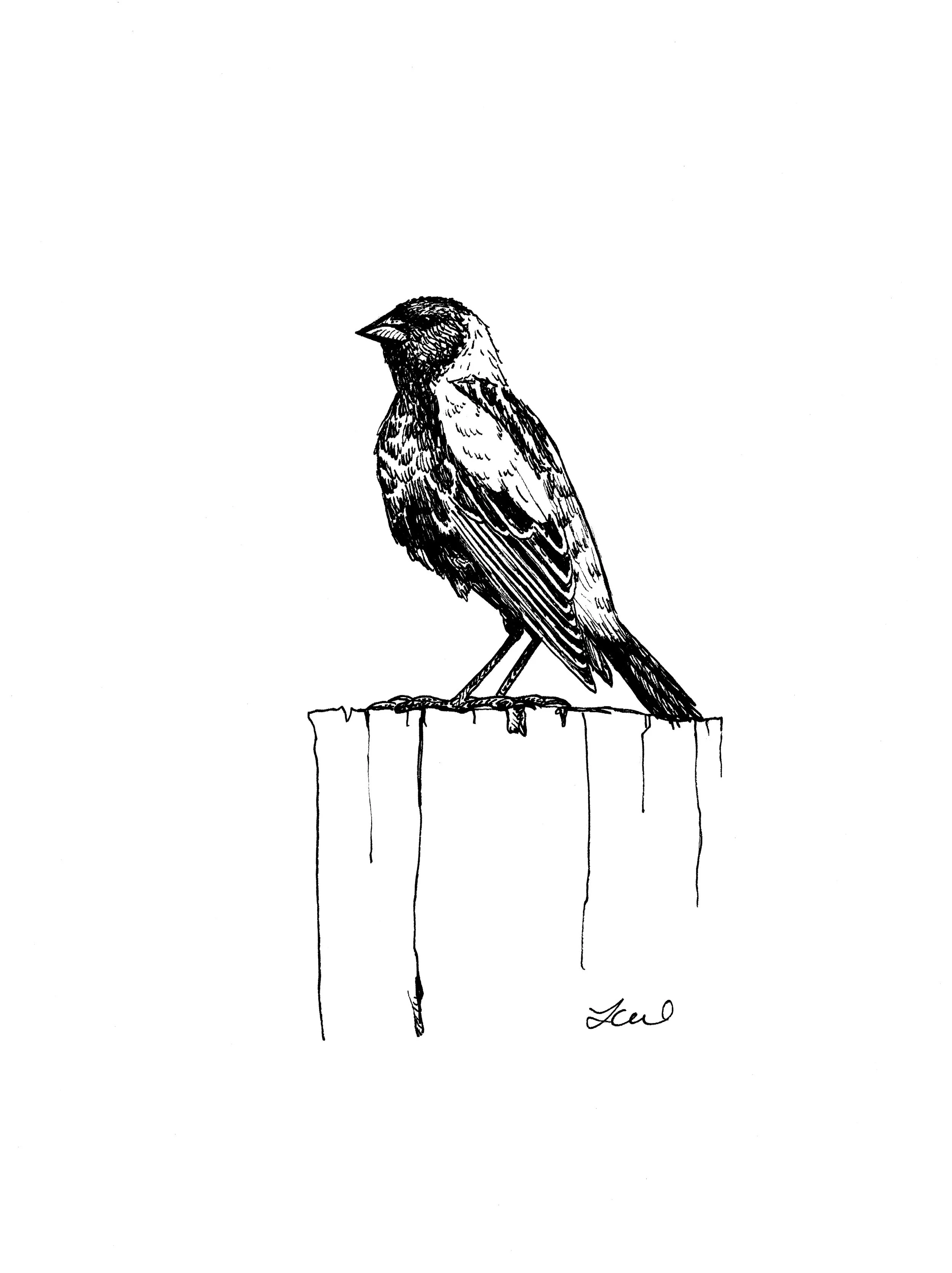 Bobolink Ink Drawing.jpg