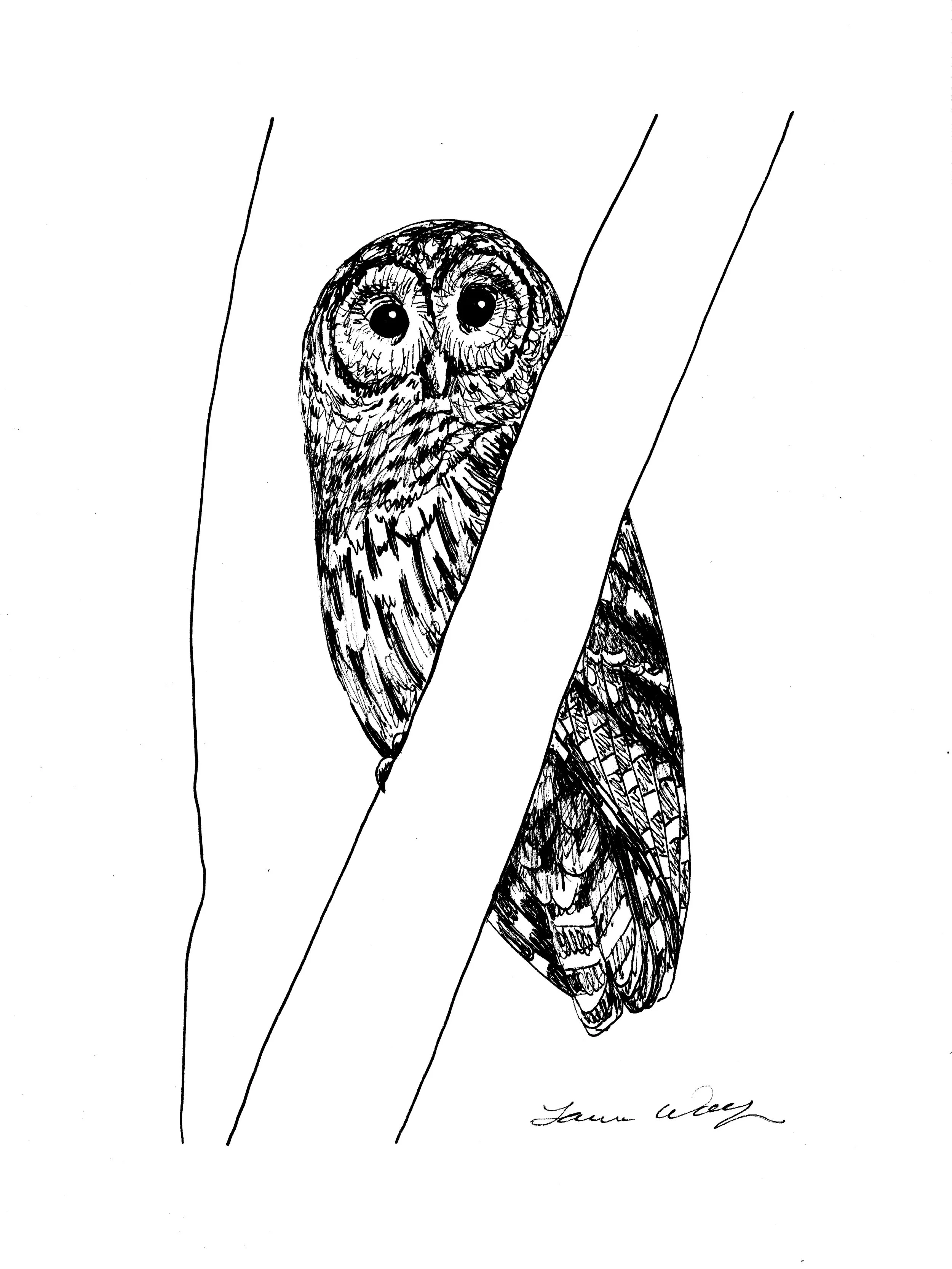 barn owl drawing.jpg