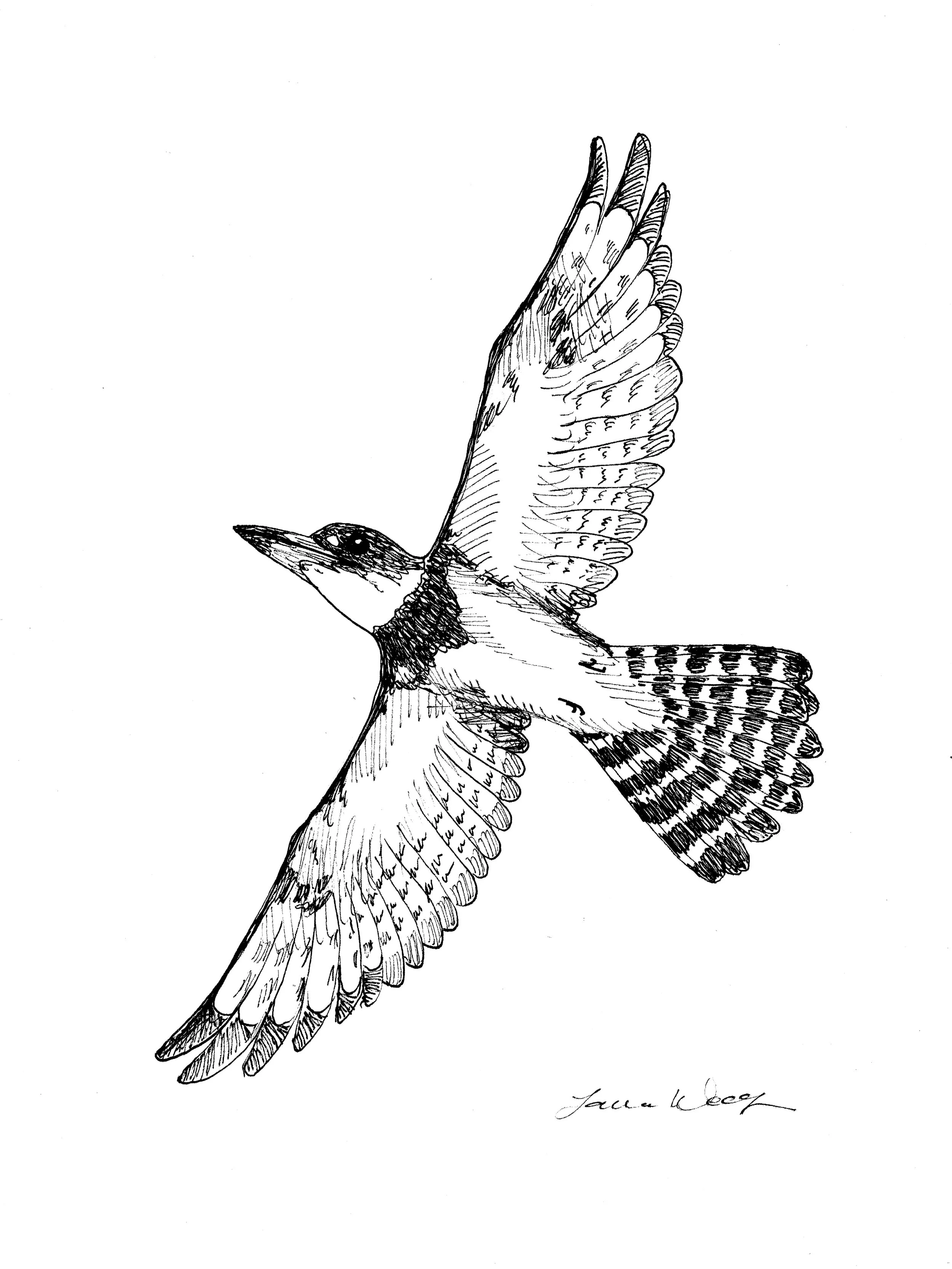 Belted Kingfisher in Flight Drawing.jpg