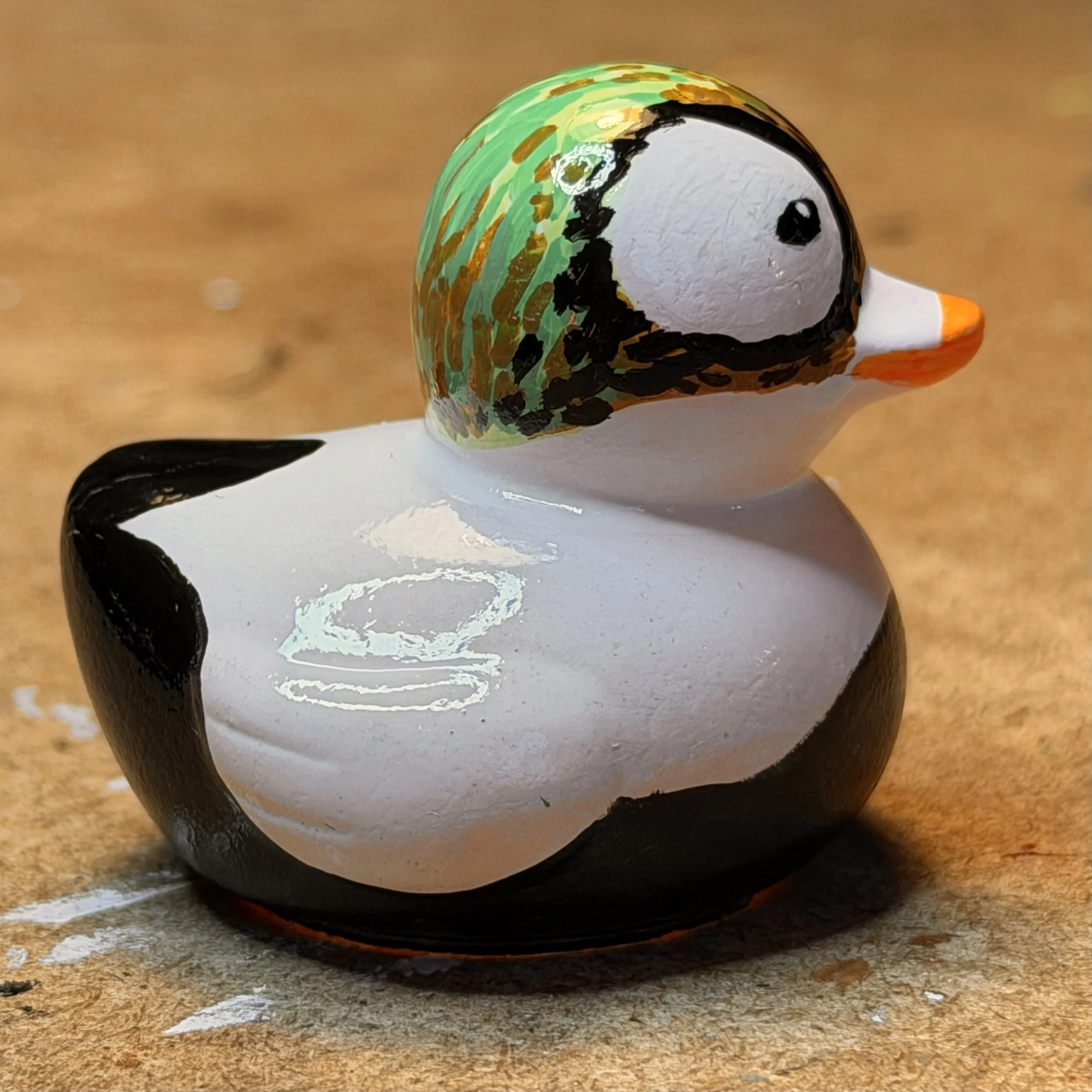 spectacled eider IMG_1917.jpg