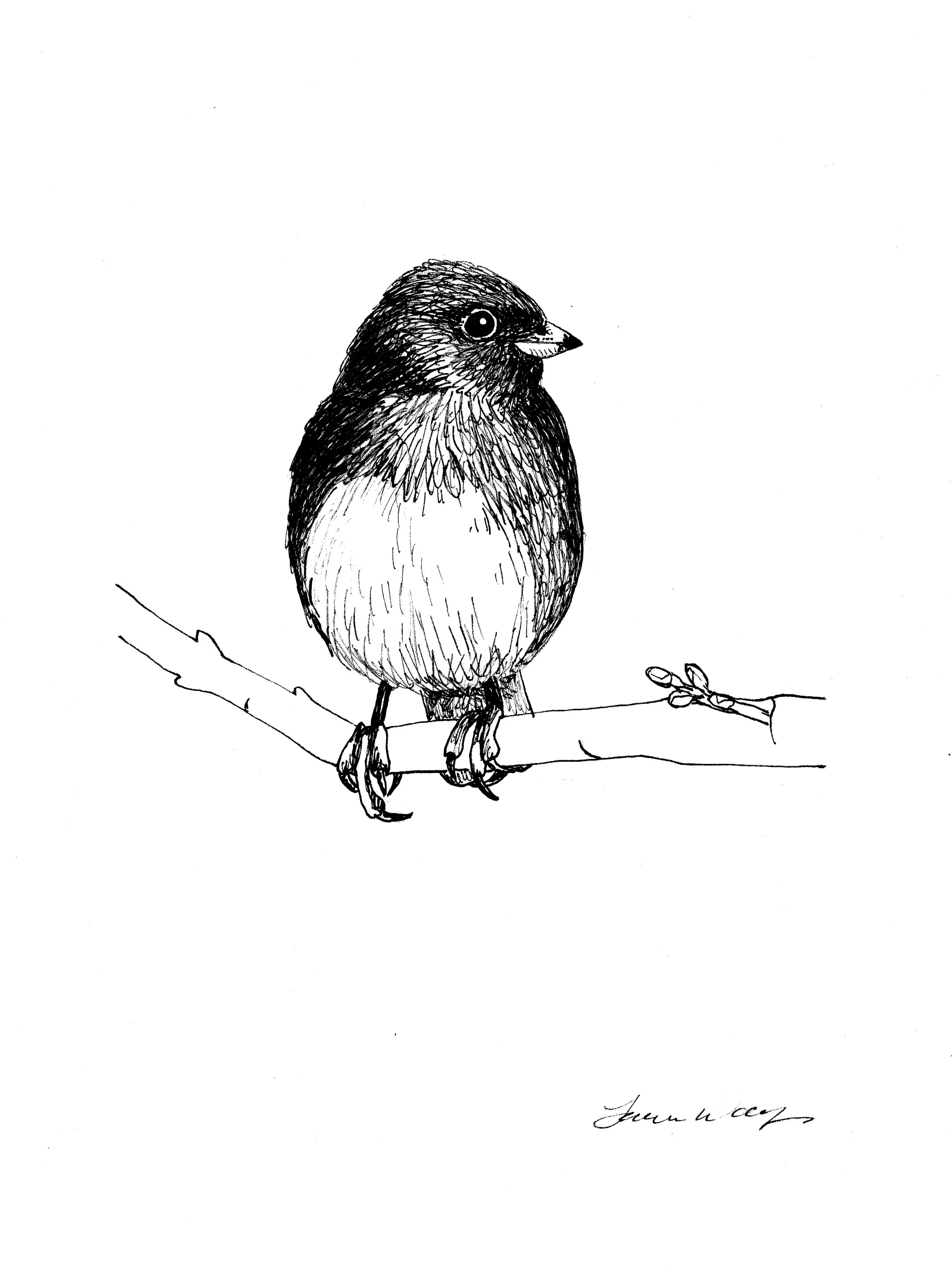 Dark-eyed Junco Drawing.jpg