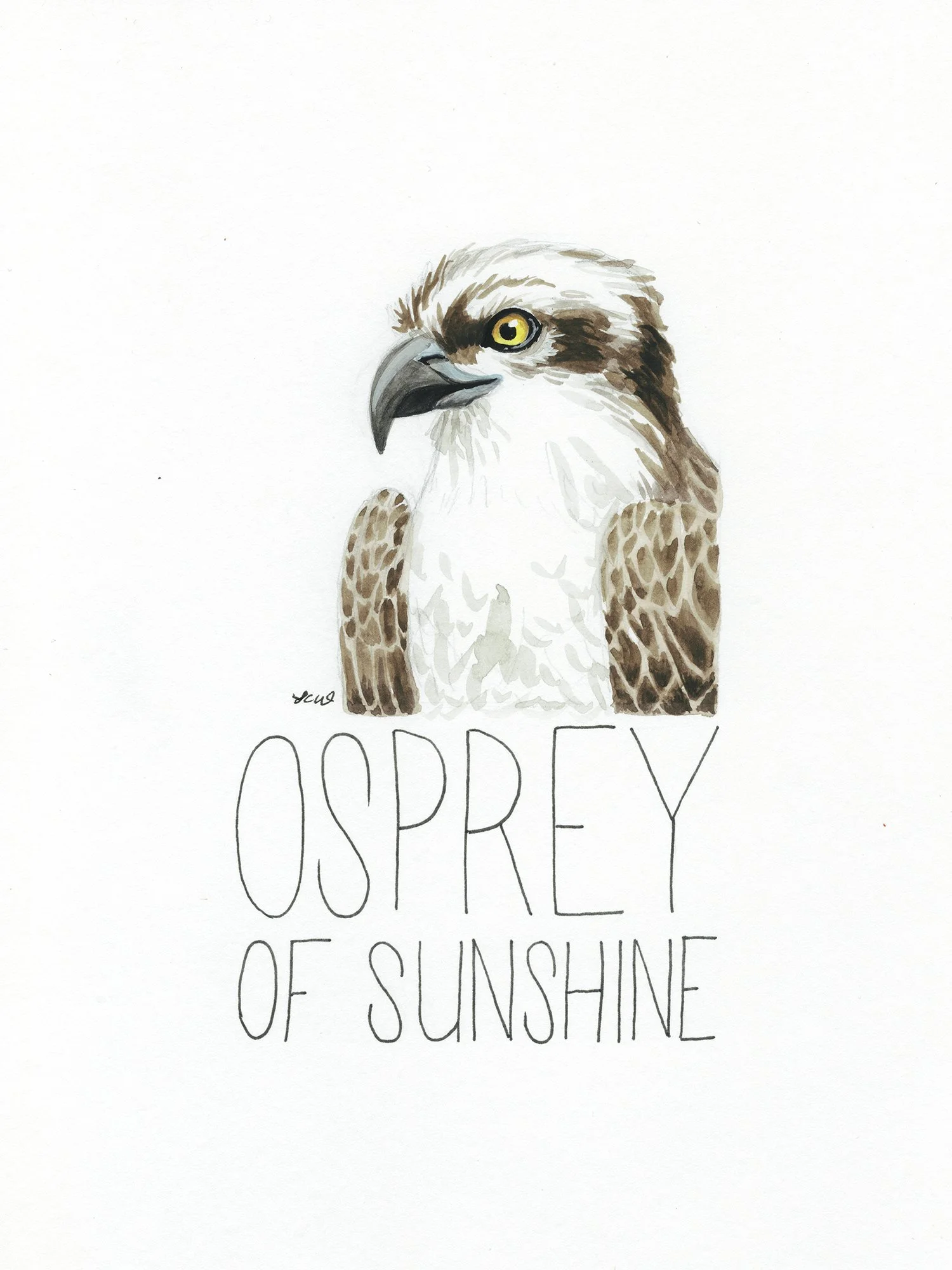 osprey of sunshine  smaller.jpg