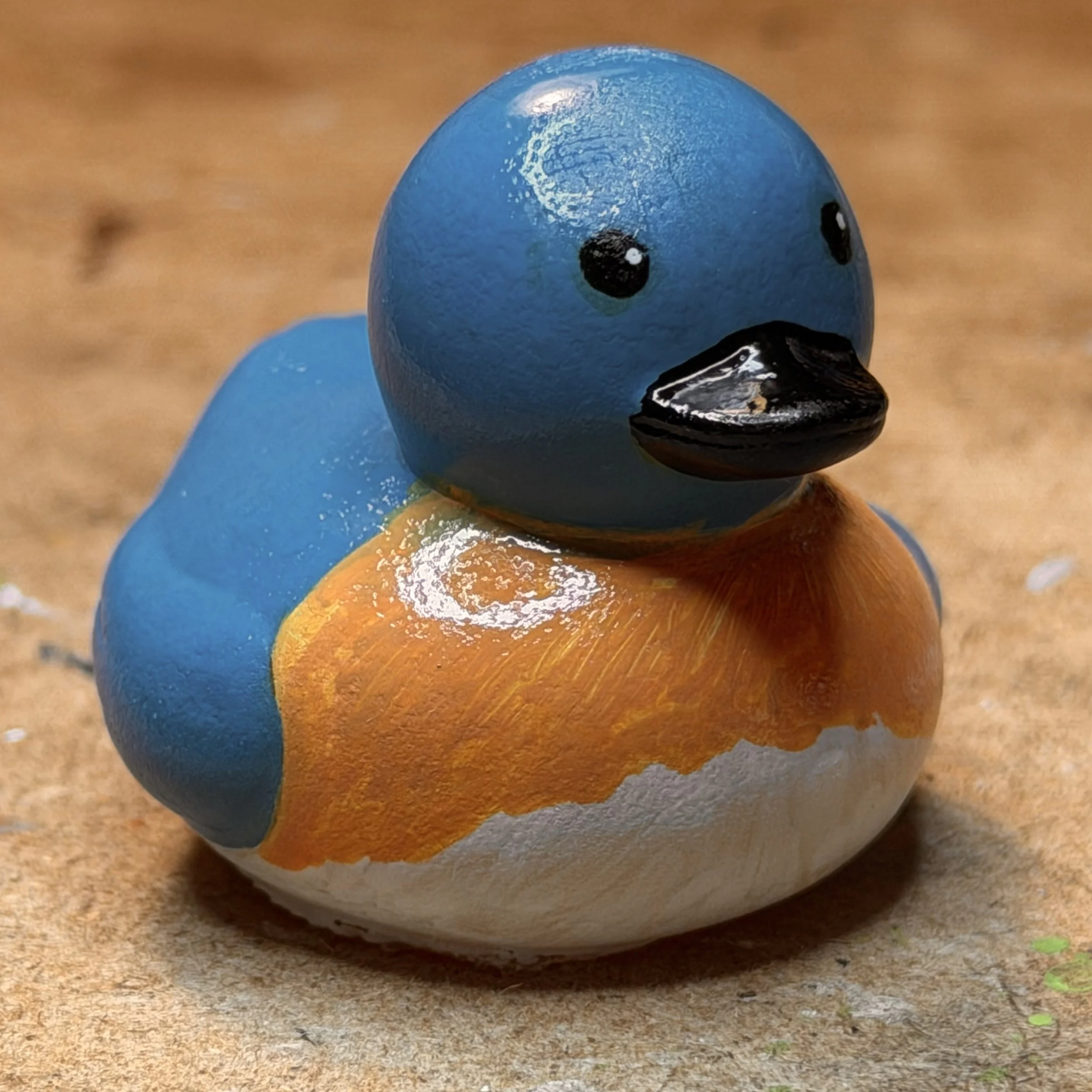 eastern bluebird 1 front IMG_1773.jpg