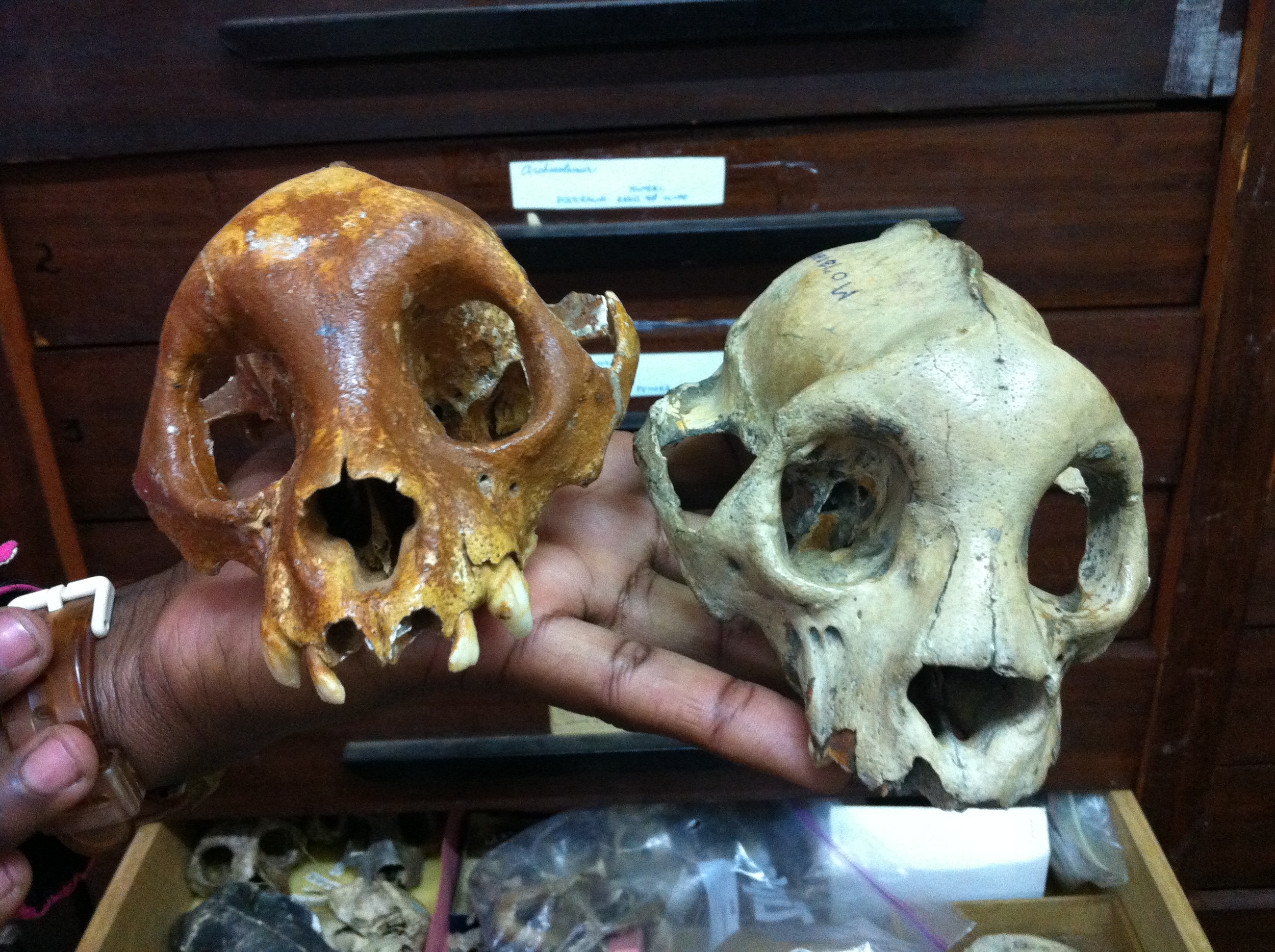 Subfossil  Archaeolemur  skulls 