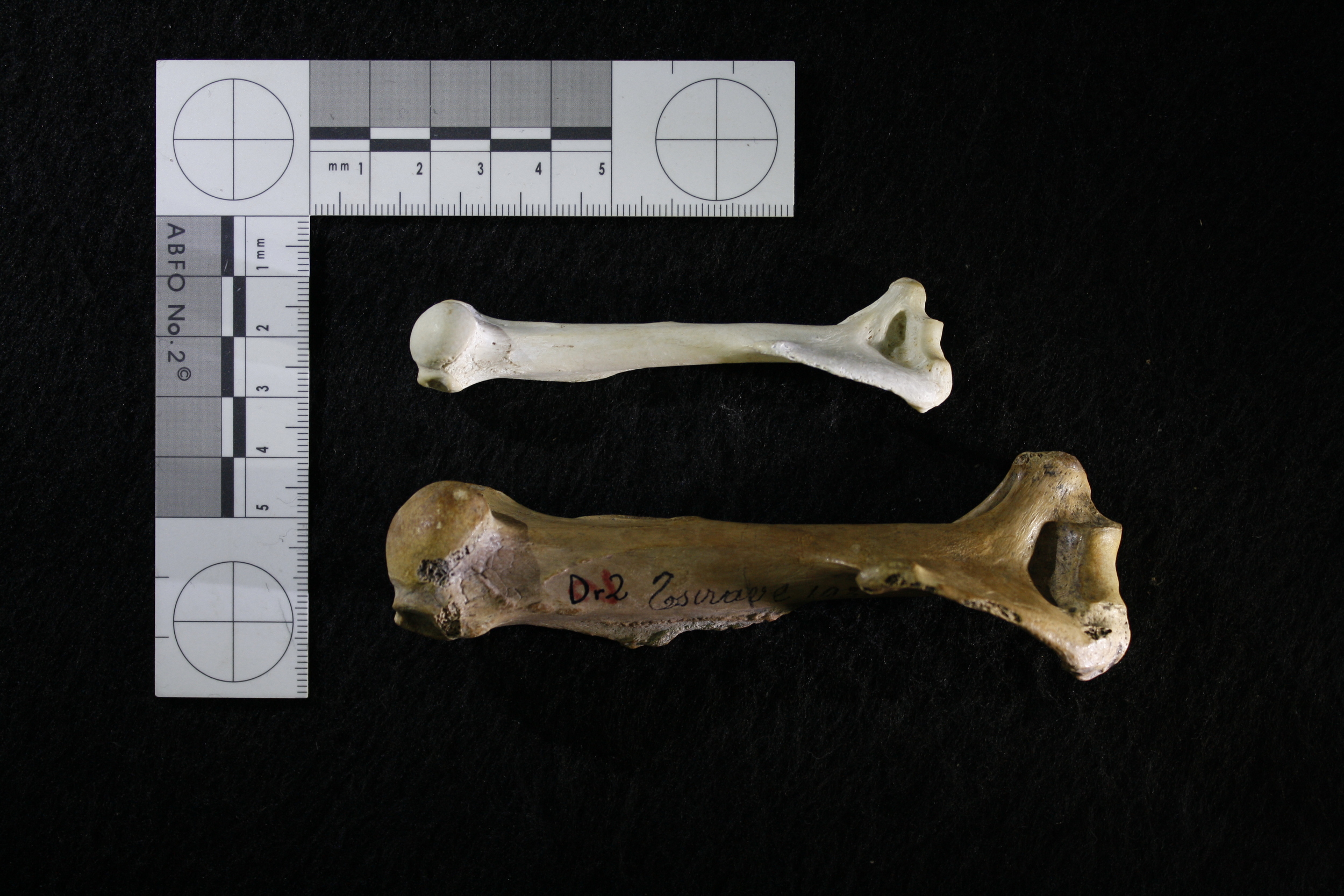  Humeri from the extant aye-aye ( Daubentonia madagascariensis ; top) and the extinct giant aye-aye ( Daubentonia robusta ; bottom) 