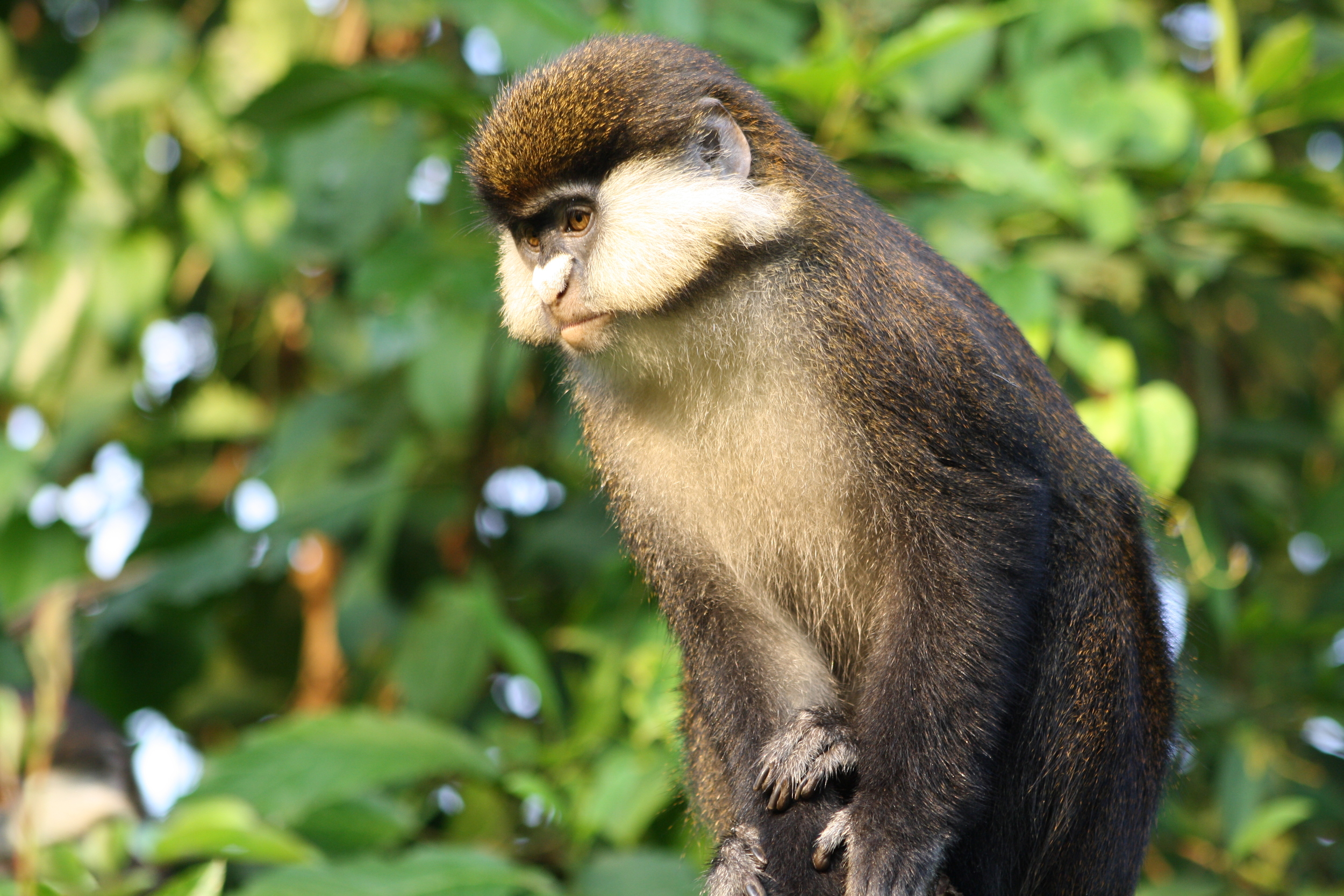  Red-tailed monkey ( Cercopithecus ascanius ), Buhoma, Uganda 