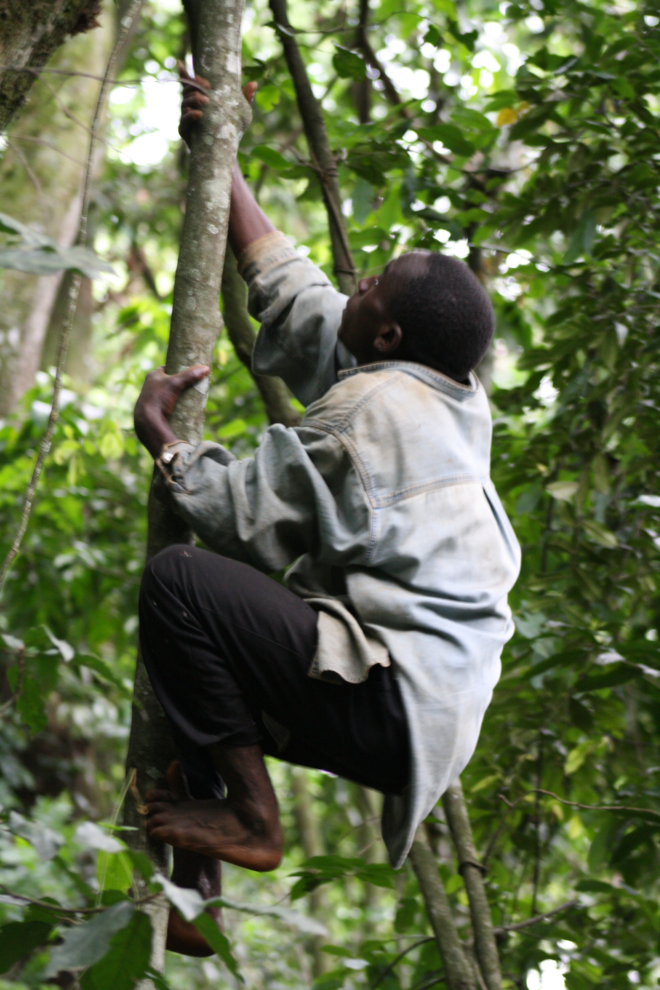  Batwa man climbing tree in Bwindi Impenetrable Forest National Park, Uganda 
