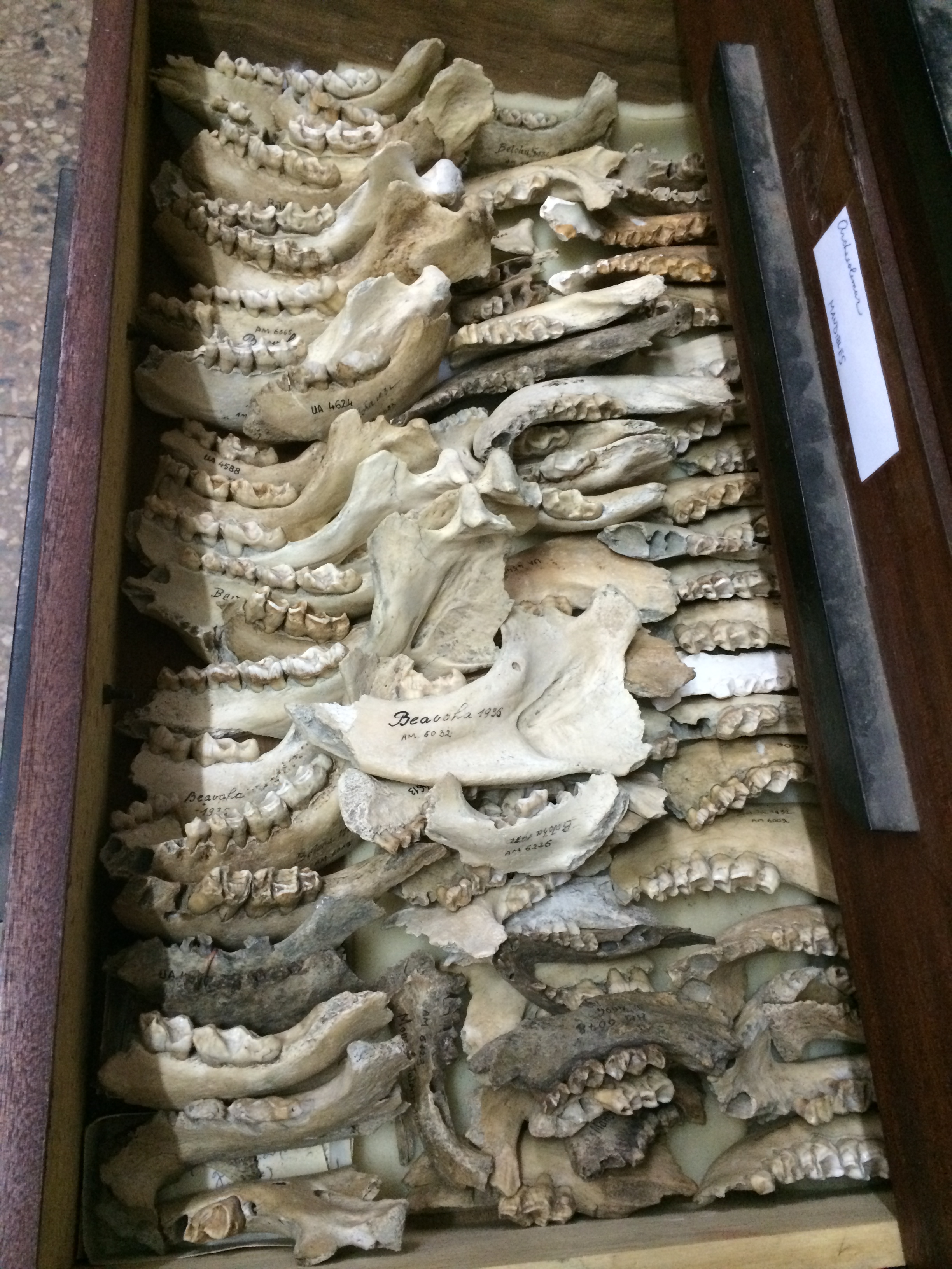  A drawer of mandibles from the extinct, giant lemur  Megaladapis , University of Antananarivo, Madagascar 